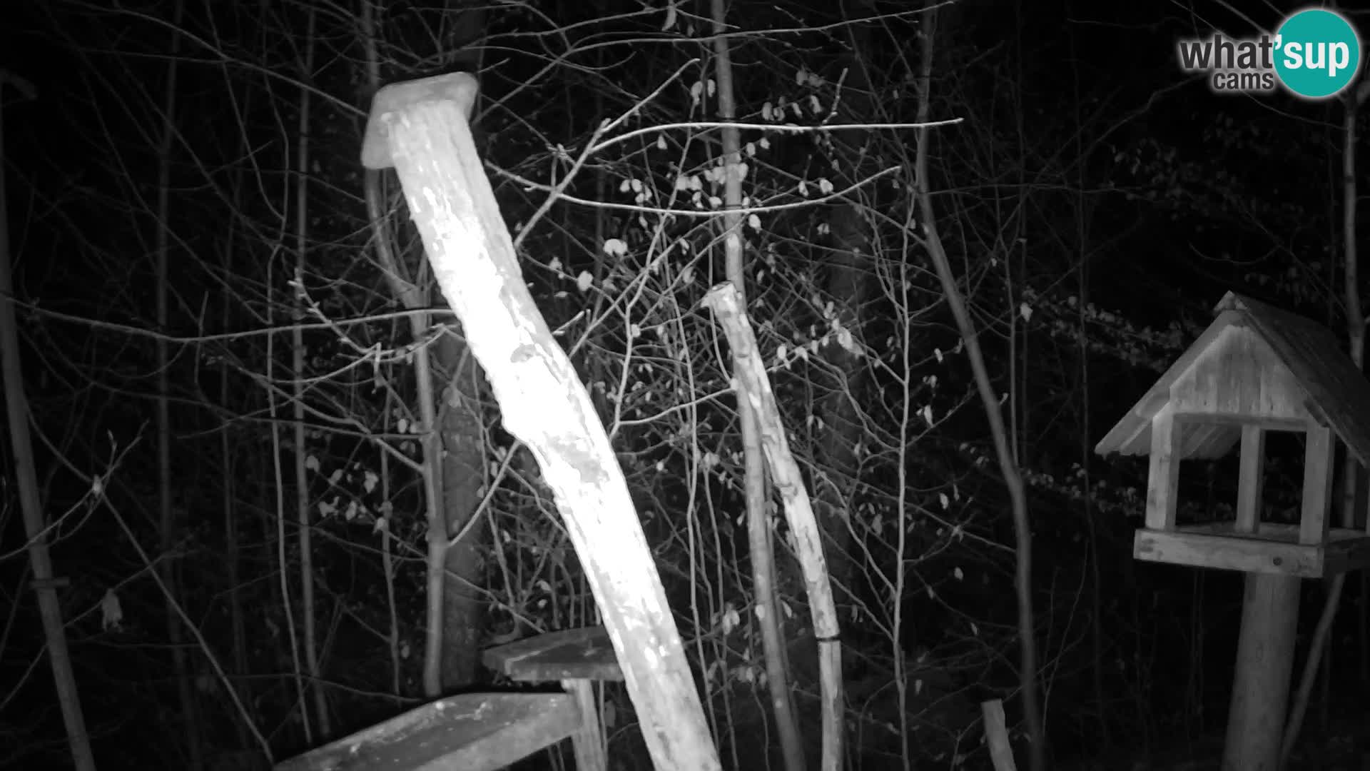 Mangeoires pour oiseaux au ZOO live webcam Ljubljana