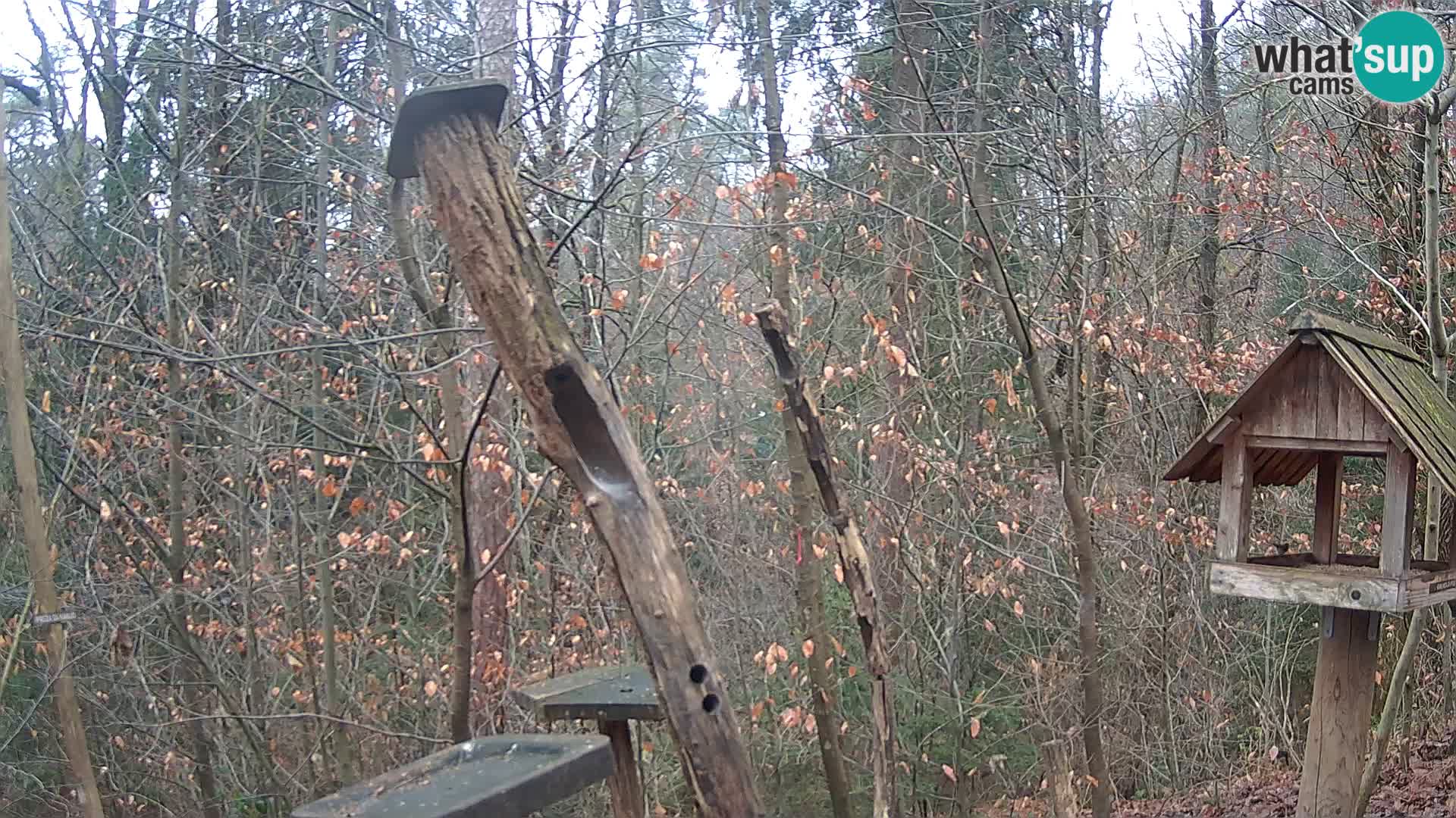 Mangiatoie per uccelli allo ZOO di Lubiana livecam