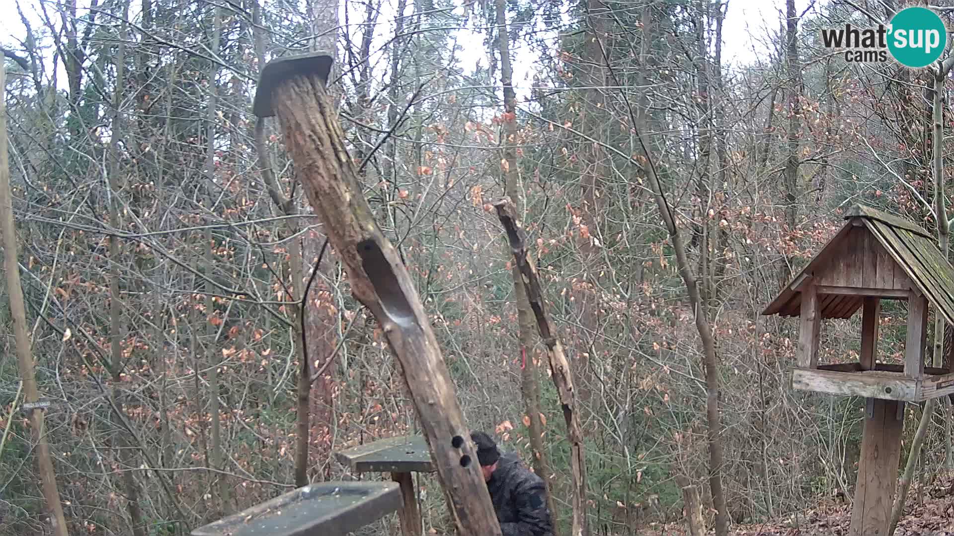 Hranilice za ptice u ZOO web kamera Ljubljana