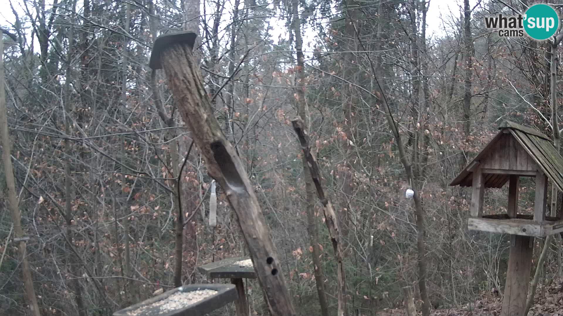 Bird feeders at ZOO Ljubljana webcam