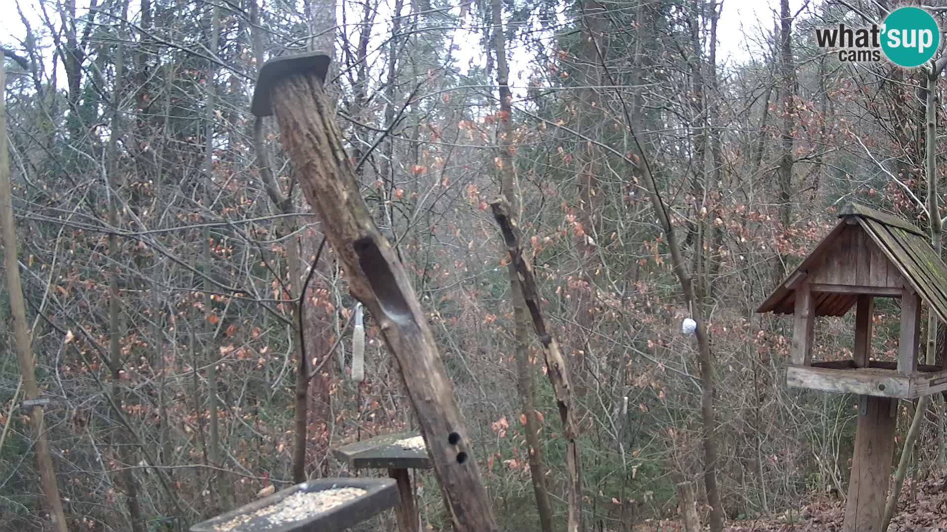 Hranilice za ptice u ZOO web kamera Ljubljana