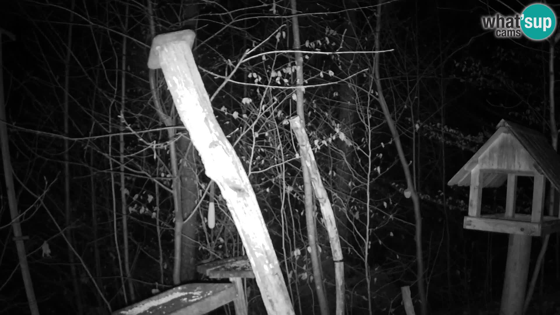 Bird feeders at ZOO Ljubljana webcam