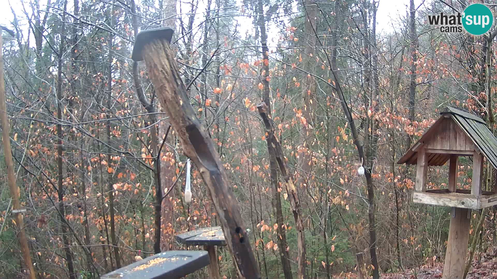 Vogelfutterhäuschen im ZOO webcam Ljubljana