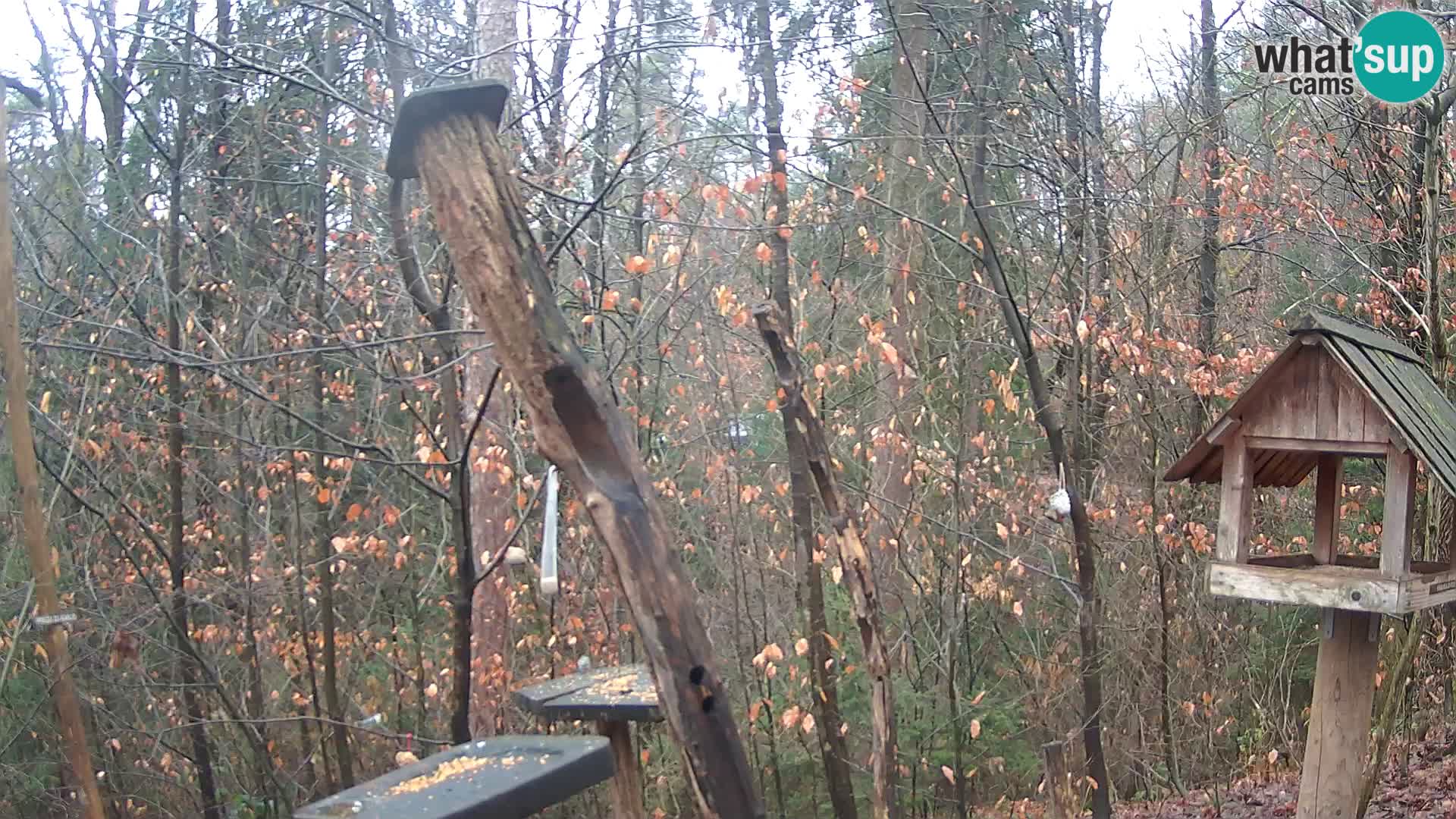 Vogelfutterhäuschen im ZOO webcam Ljubljana
