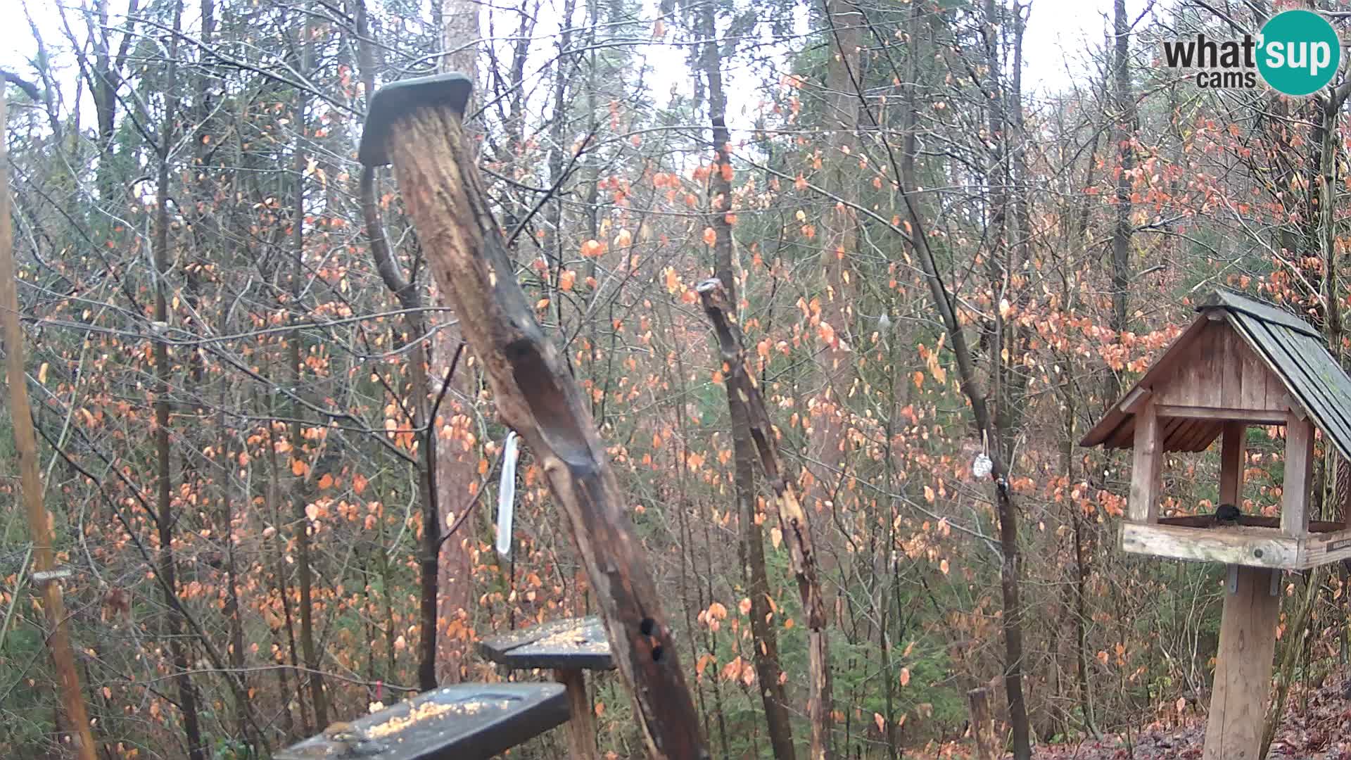 Hranilice za ptice u ZOO web kamera Ljubljana