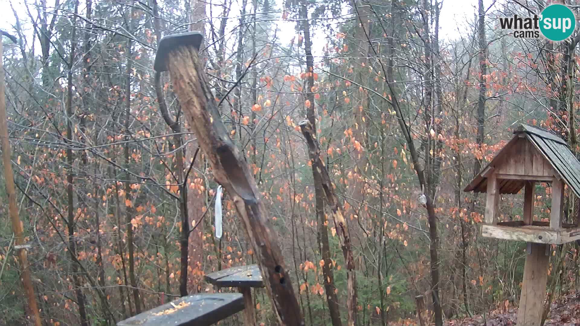 Vogelfutterhäuschen im ZOO webcam Ljubljana