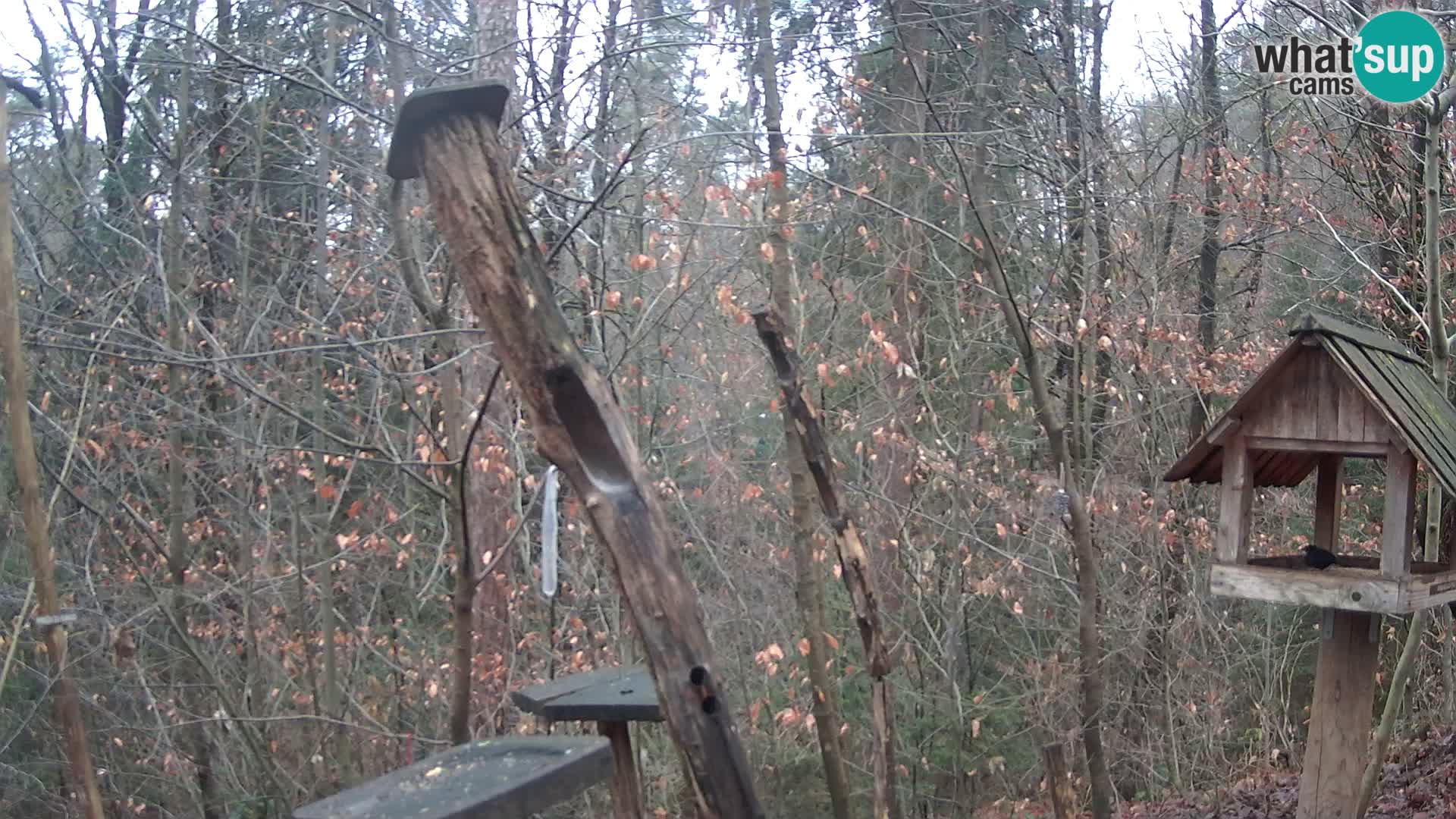 Hranilice za ptice u ZOO web kamera Ljubljana