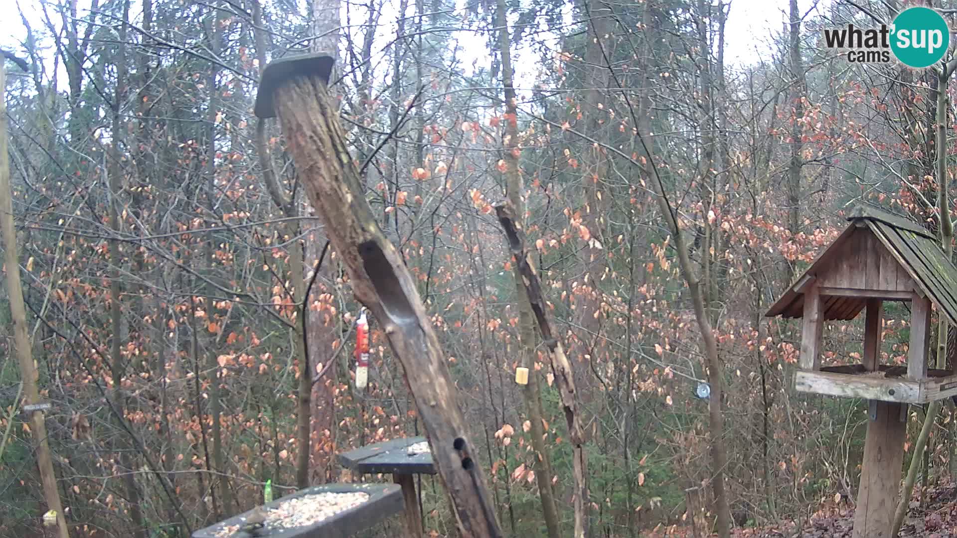 Mangiatoie per uccelli allo ZOO di Lubiana livecam