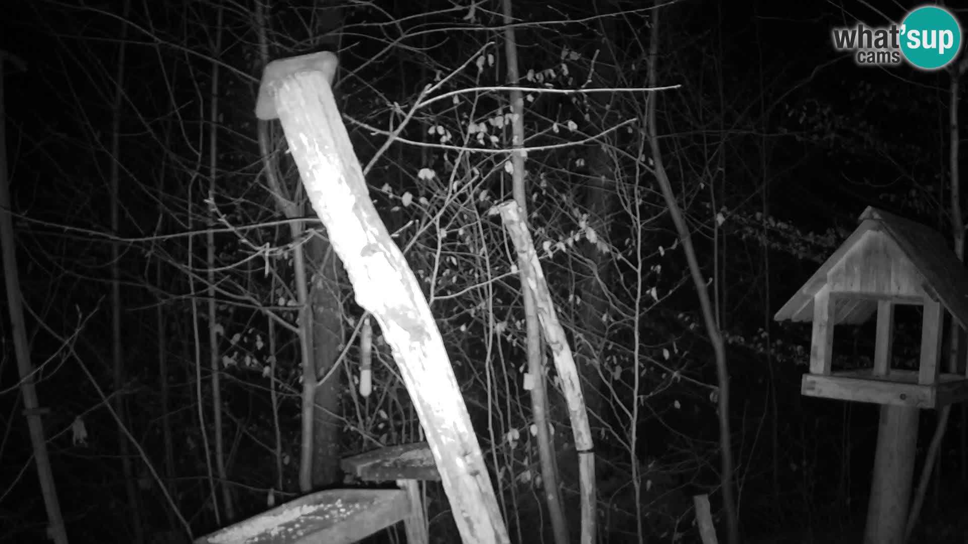 Bird feeders at ZOO Ljubljana webcam