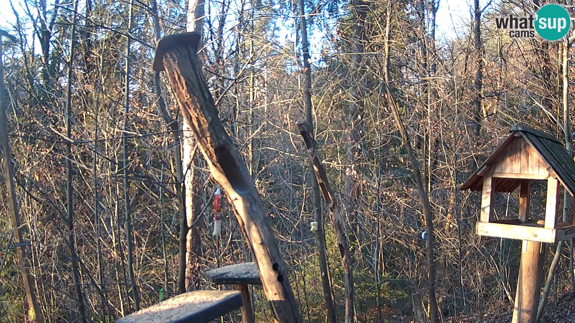 Bird feeders at ZOO Ljubljana webcam