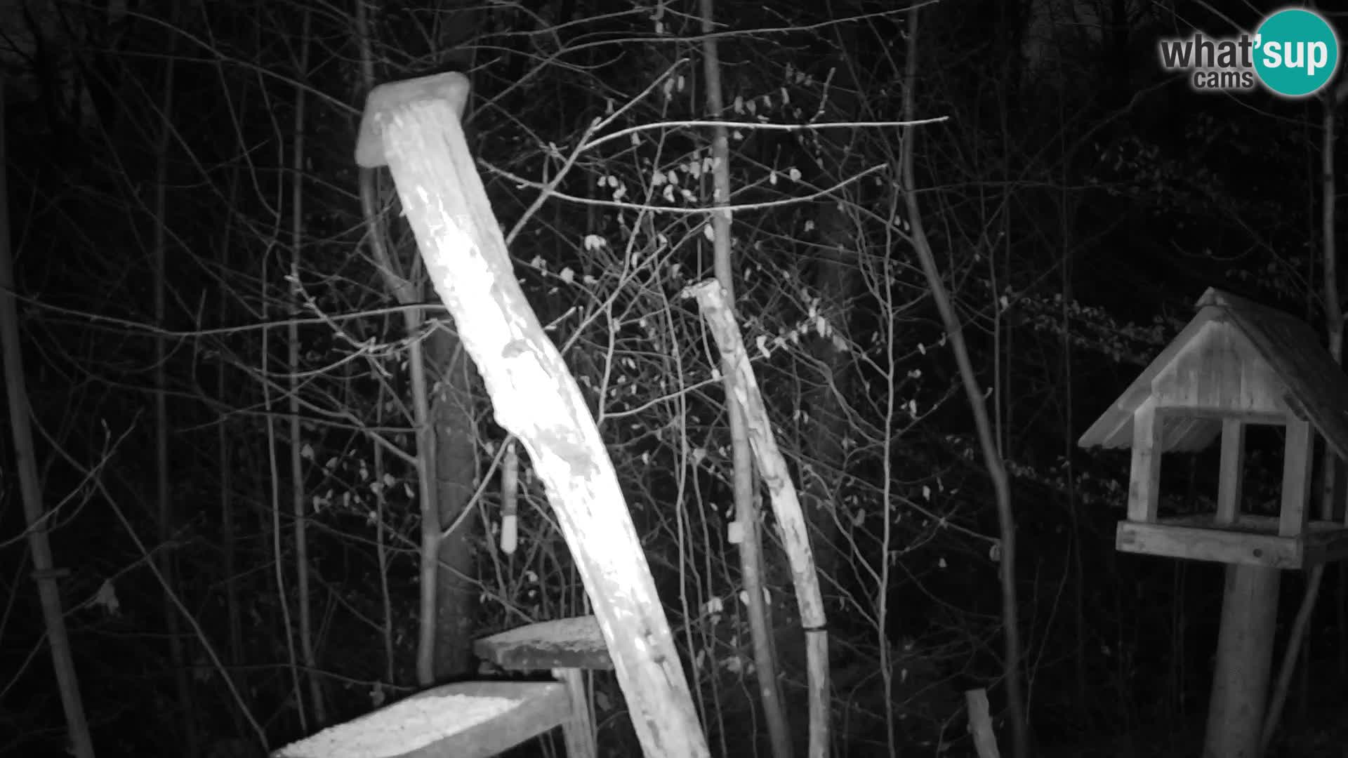 Bird feeders at ZOO Ljubljana webcam