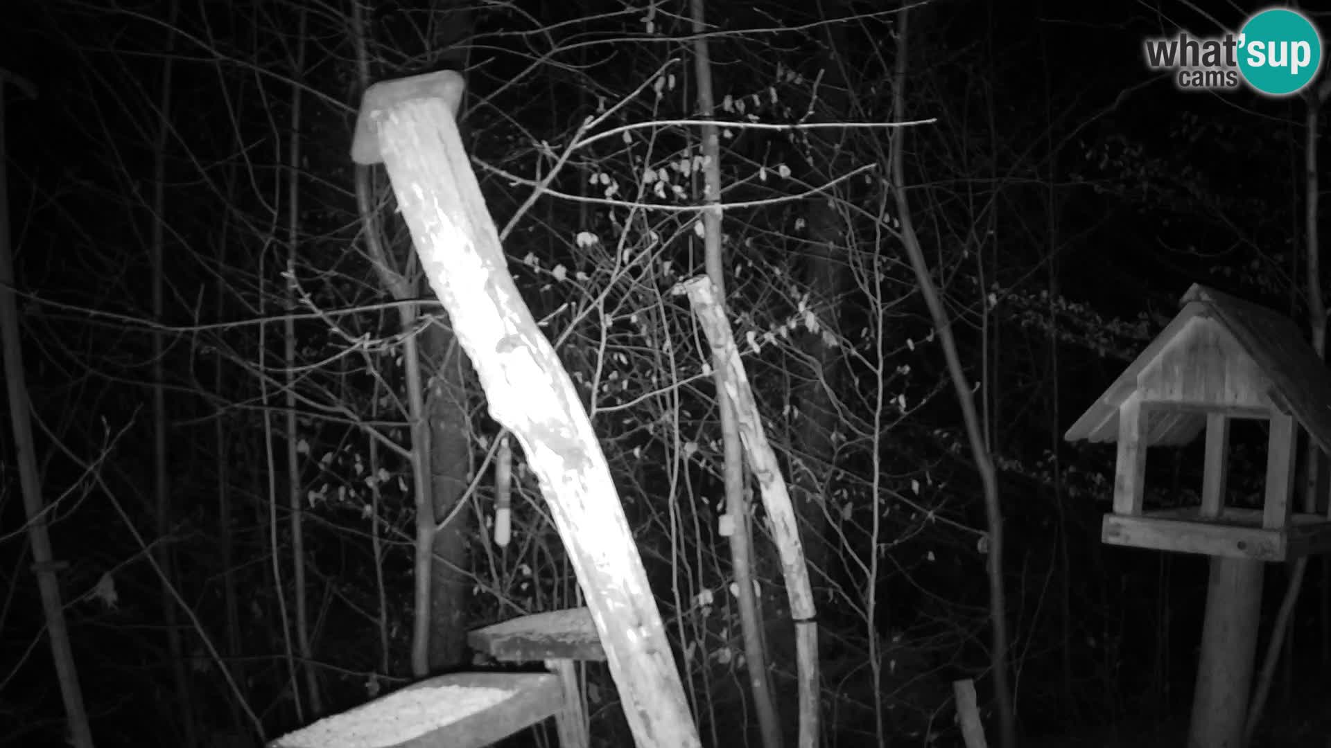 Hranilice za ptice u ZOO web kamera Ljubljana