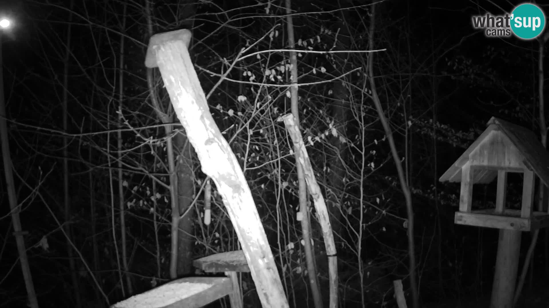 Hranilice za ptice u ZOO web kamera Ljubljana