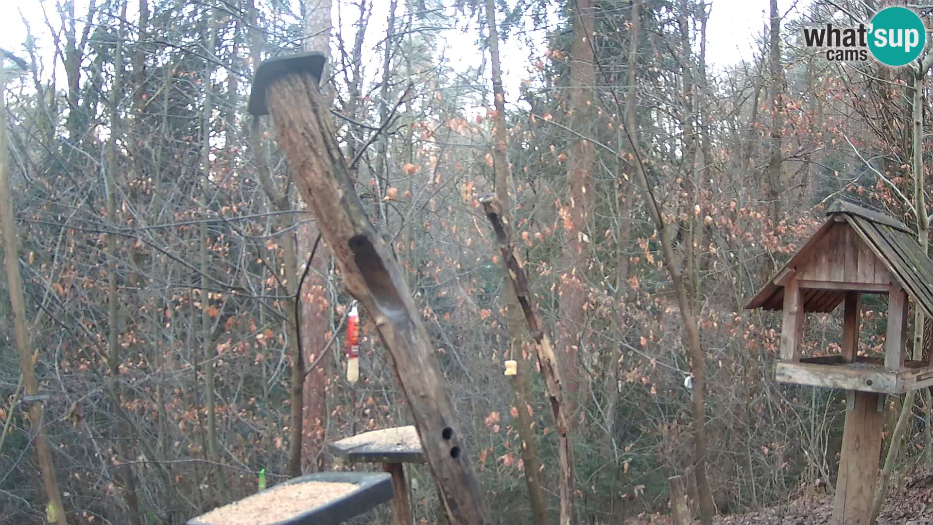 Hranilice za ptice u ZOO web kamera Ljubljana