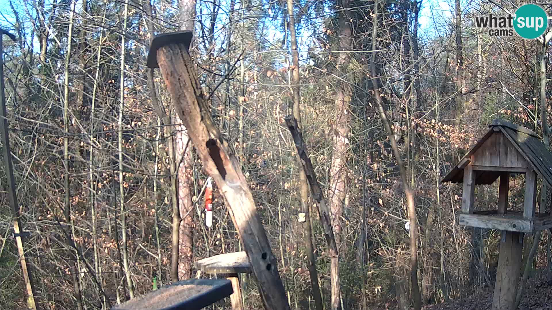 Hranilice za ptice u ZOO web kamera Ljubljana