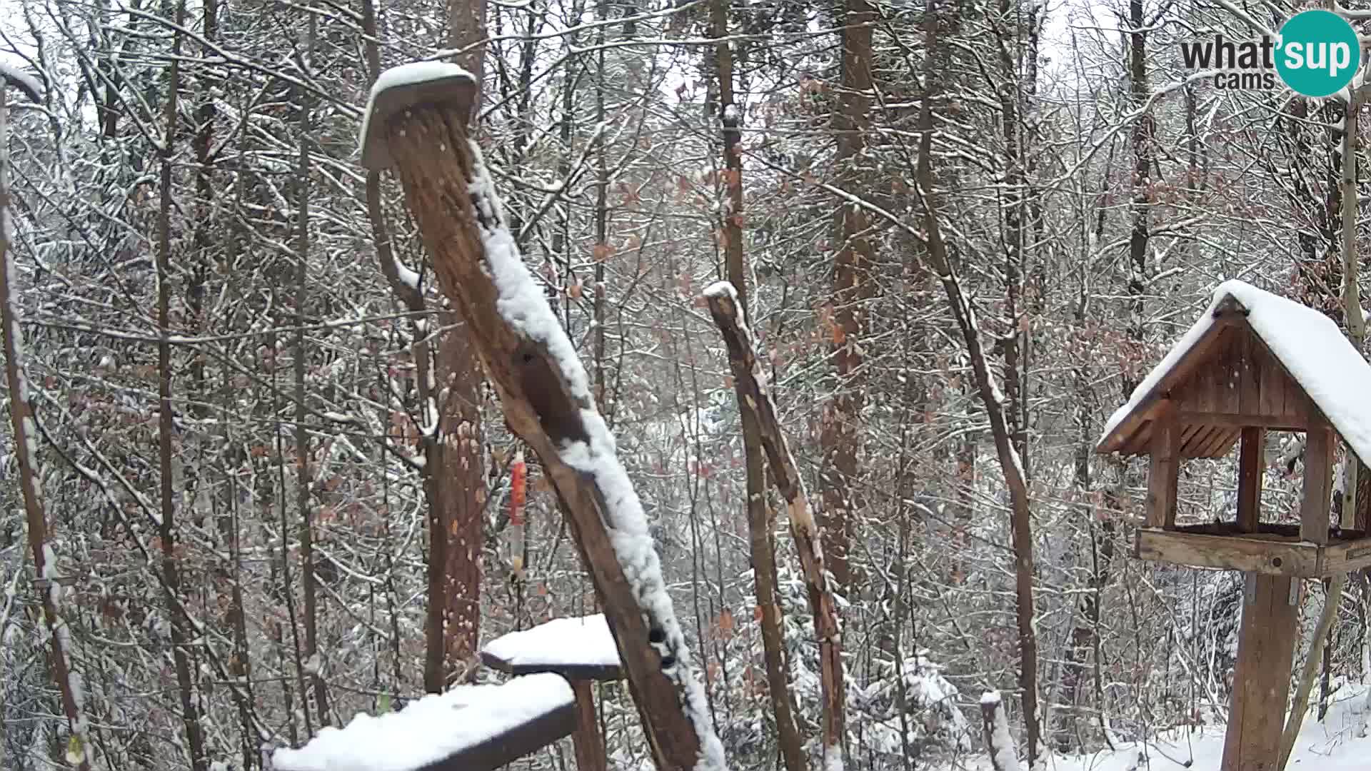 Krmilnice za ptiče v ZOO Ljubljana spletna kamera