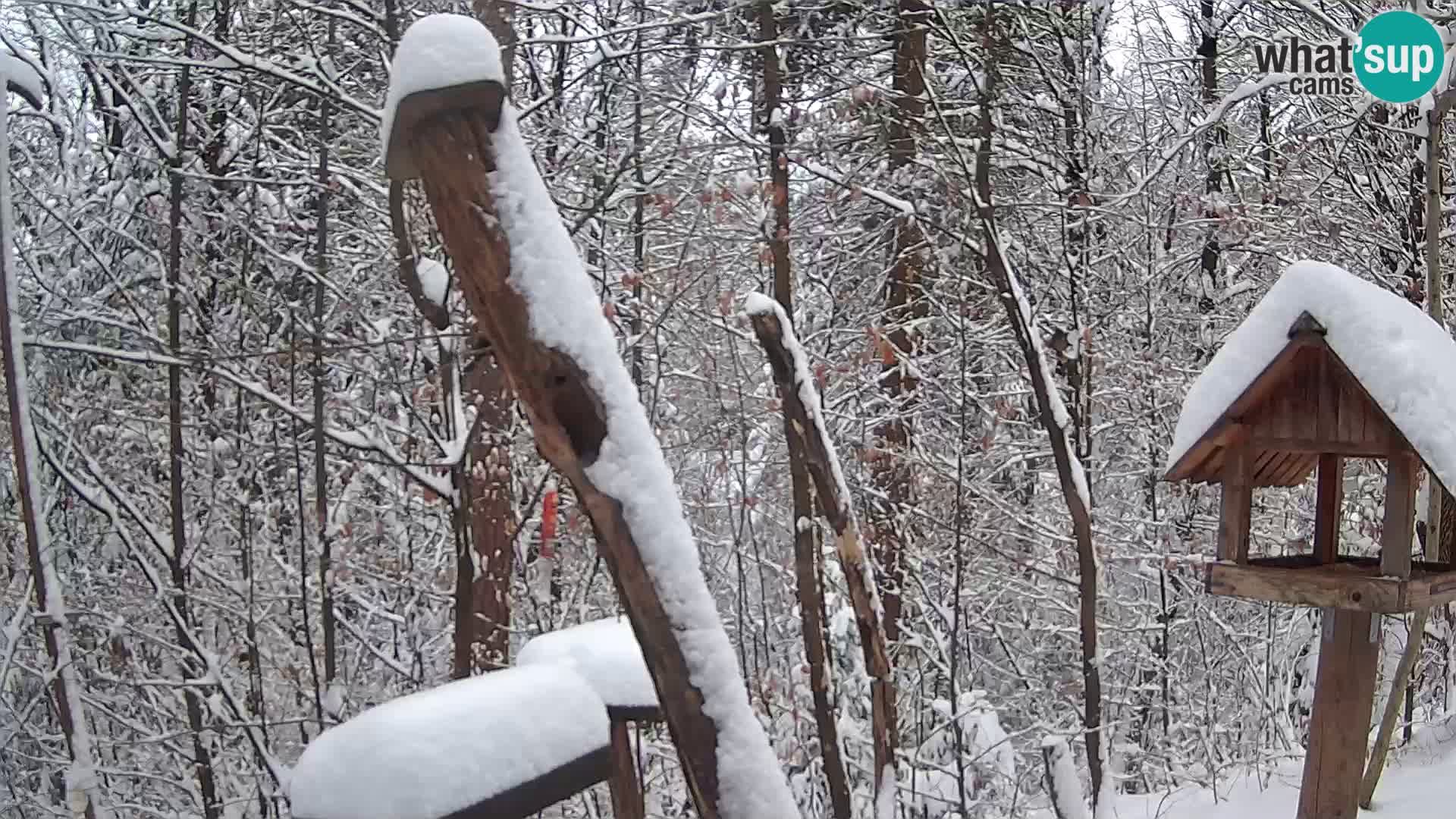 Mangiatoie per uccelli allo ZOO di Lubiana livecam