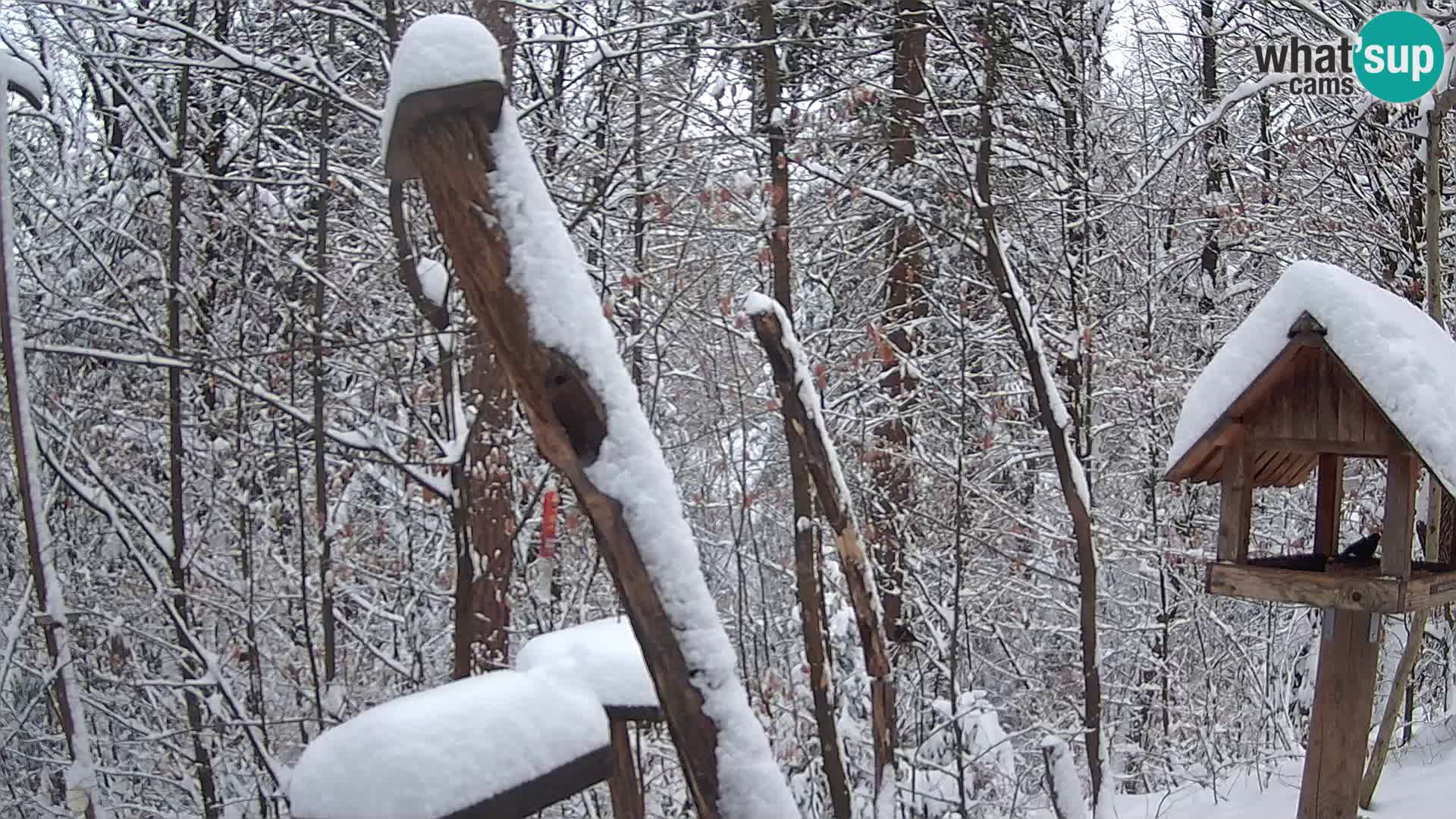 Mangiatoie per uccelli allo ZOO di Lubiana livecam