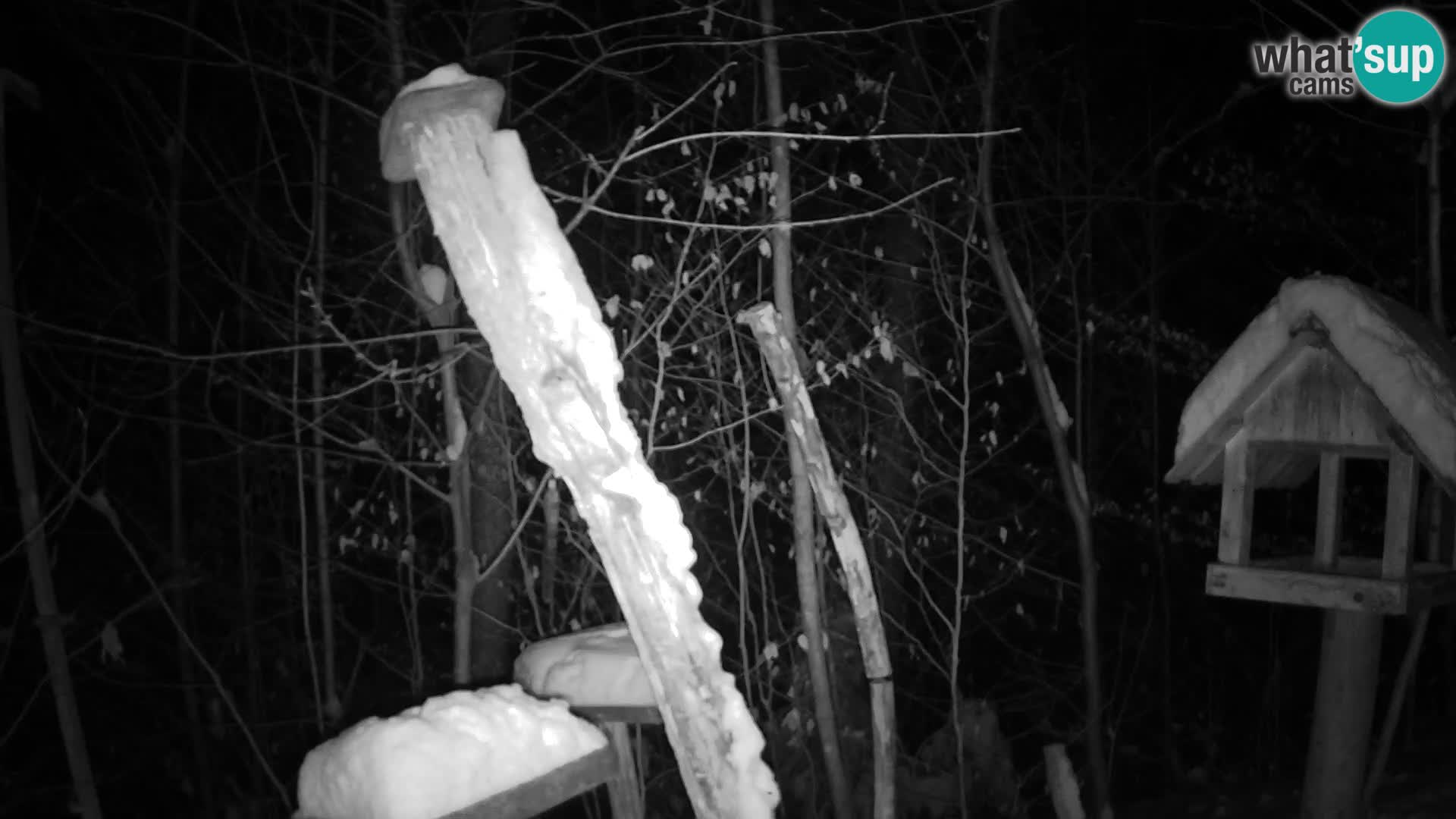 Mangeoires pour oiseaux au ZOO live webcam Ljubljana