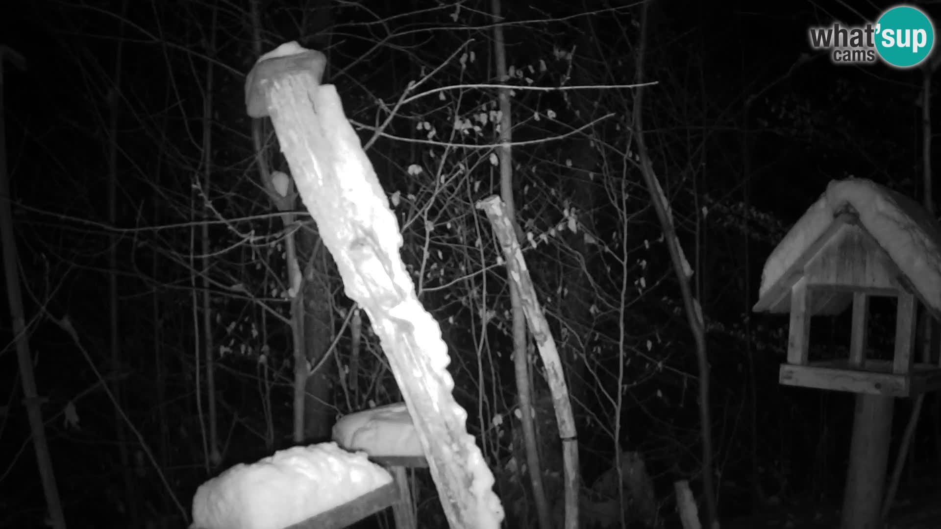 Mangiatoie per uccelli allo ZOO di Lubiana livecam