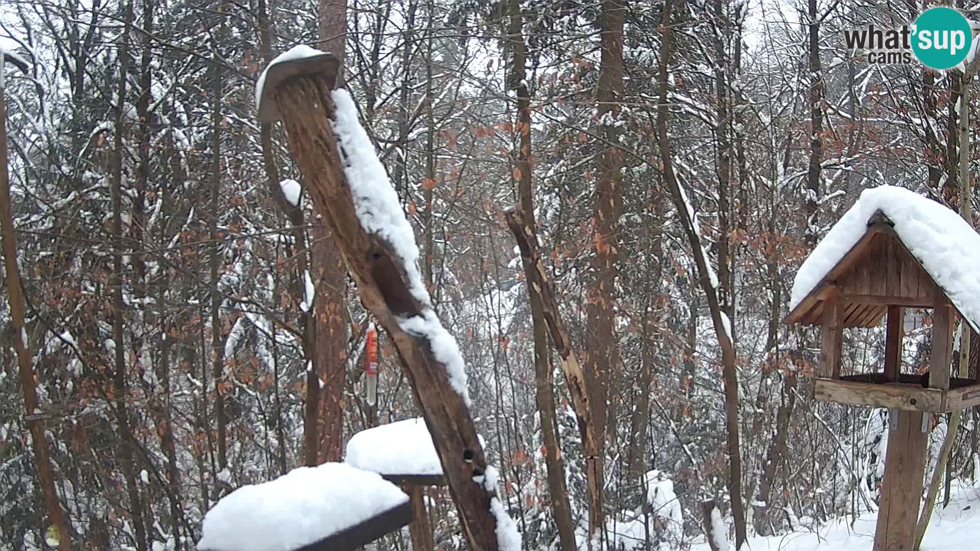 Krmilnice za ptiče v ZOO Ljubljana spletna kamera