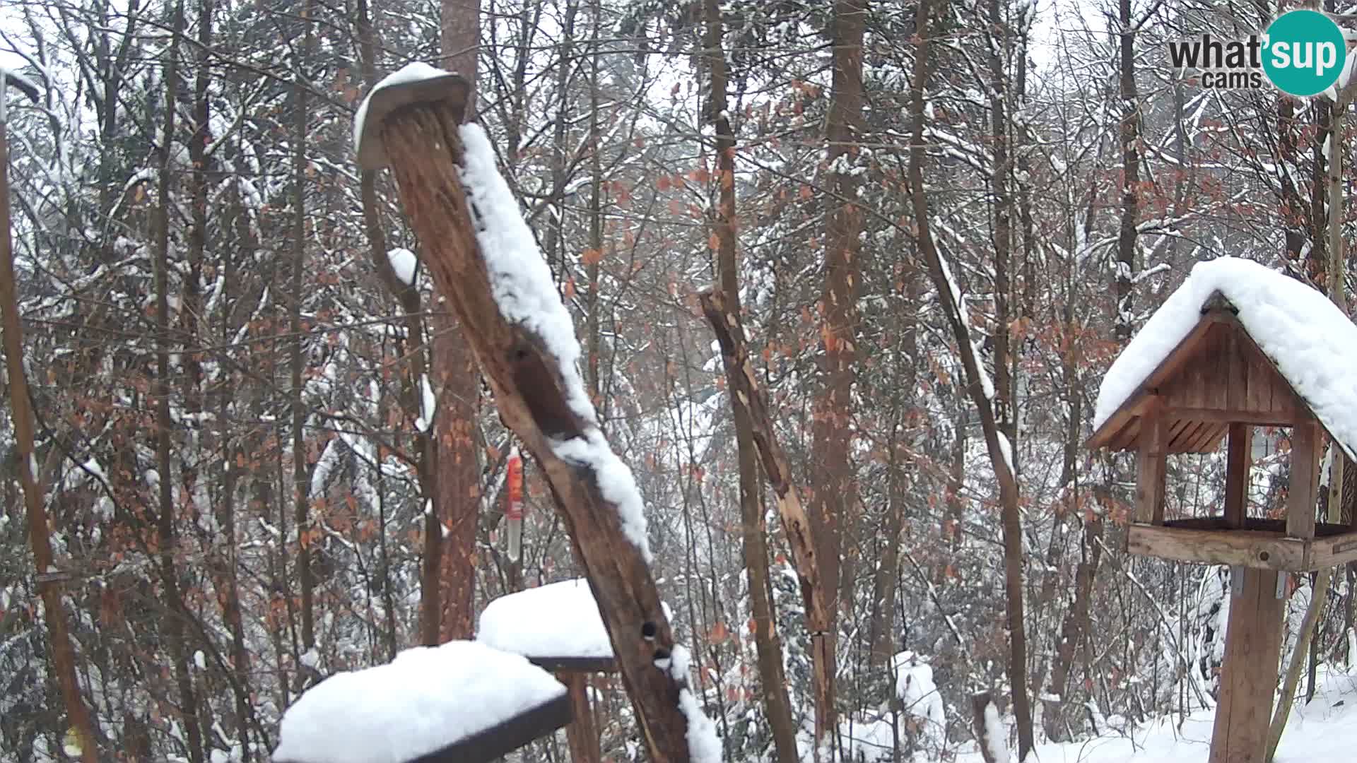 Mangiatoie per uccelli allo ZOO di Lubiana livecam