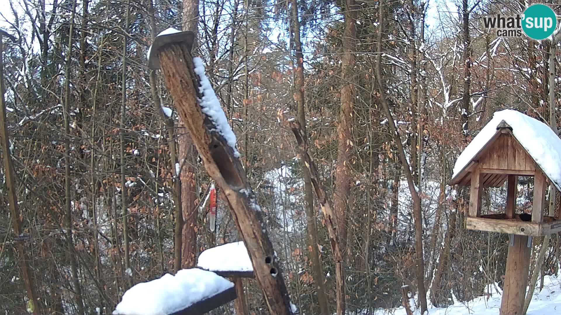 Mangiatoie per uccelli allo ZOO di Lubiana livecam