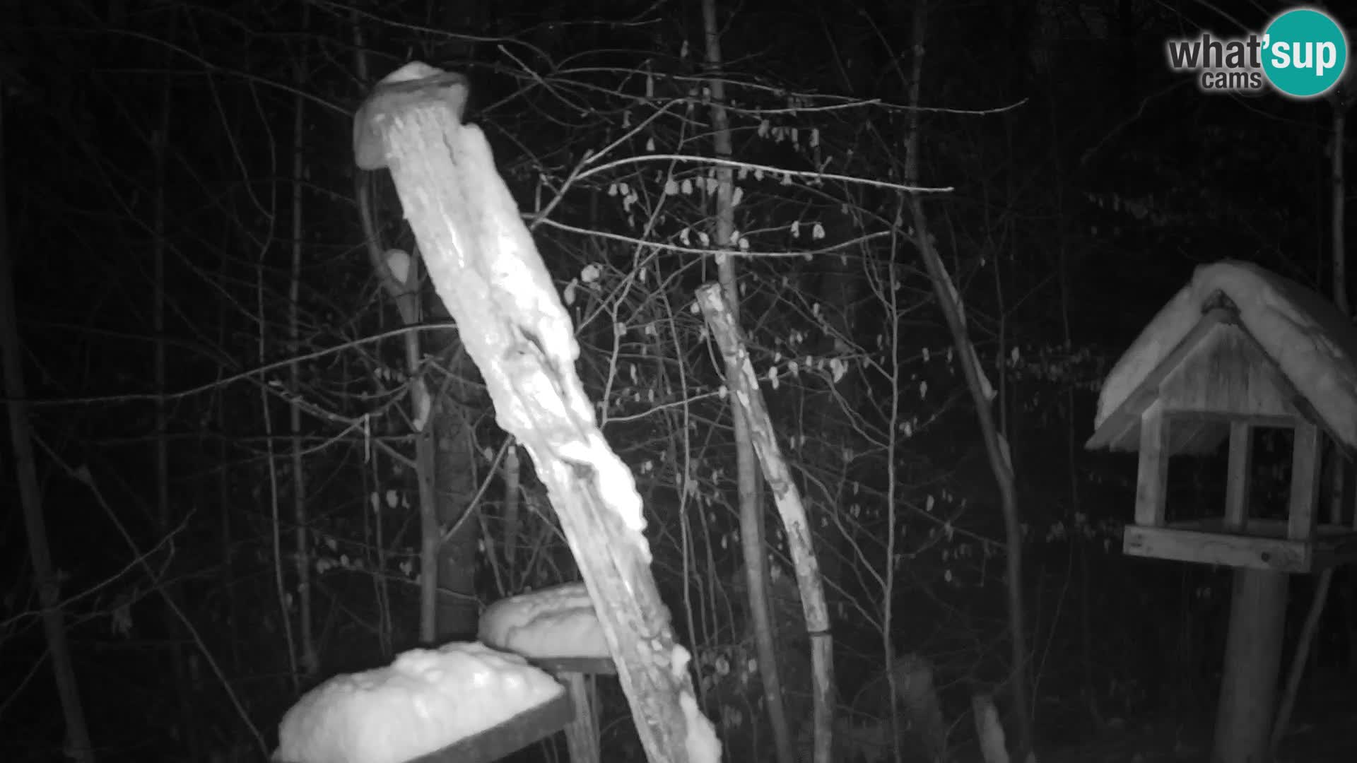 Hranilice za ptice u ZOO web kamera Ljubljana