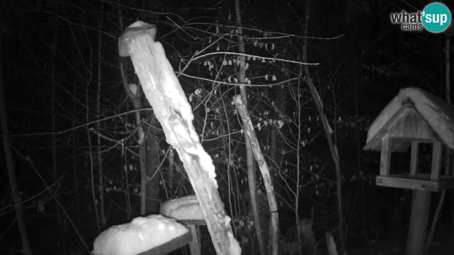 Hranilice za ptice u ZOO web kamera Ljubljana