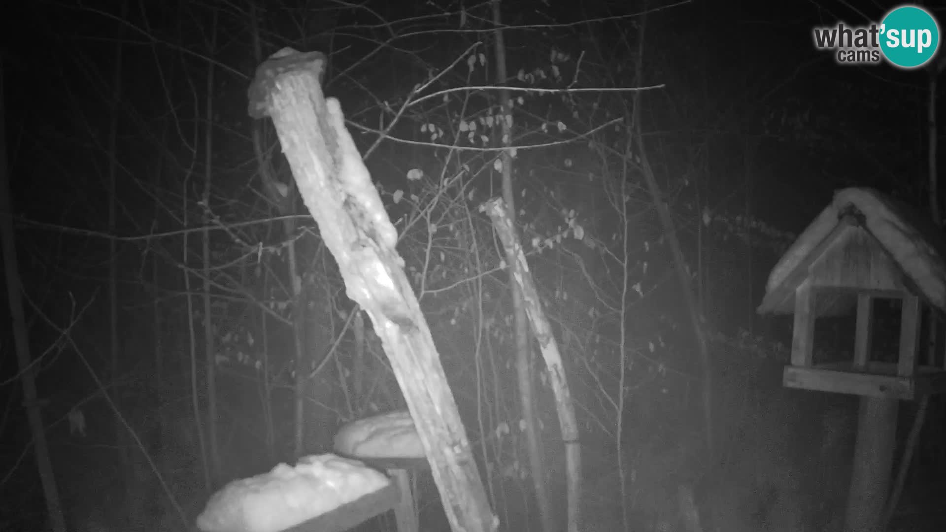 Comederos para pájaros en ZOO Ljubljana camera en vivo