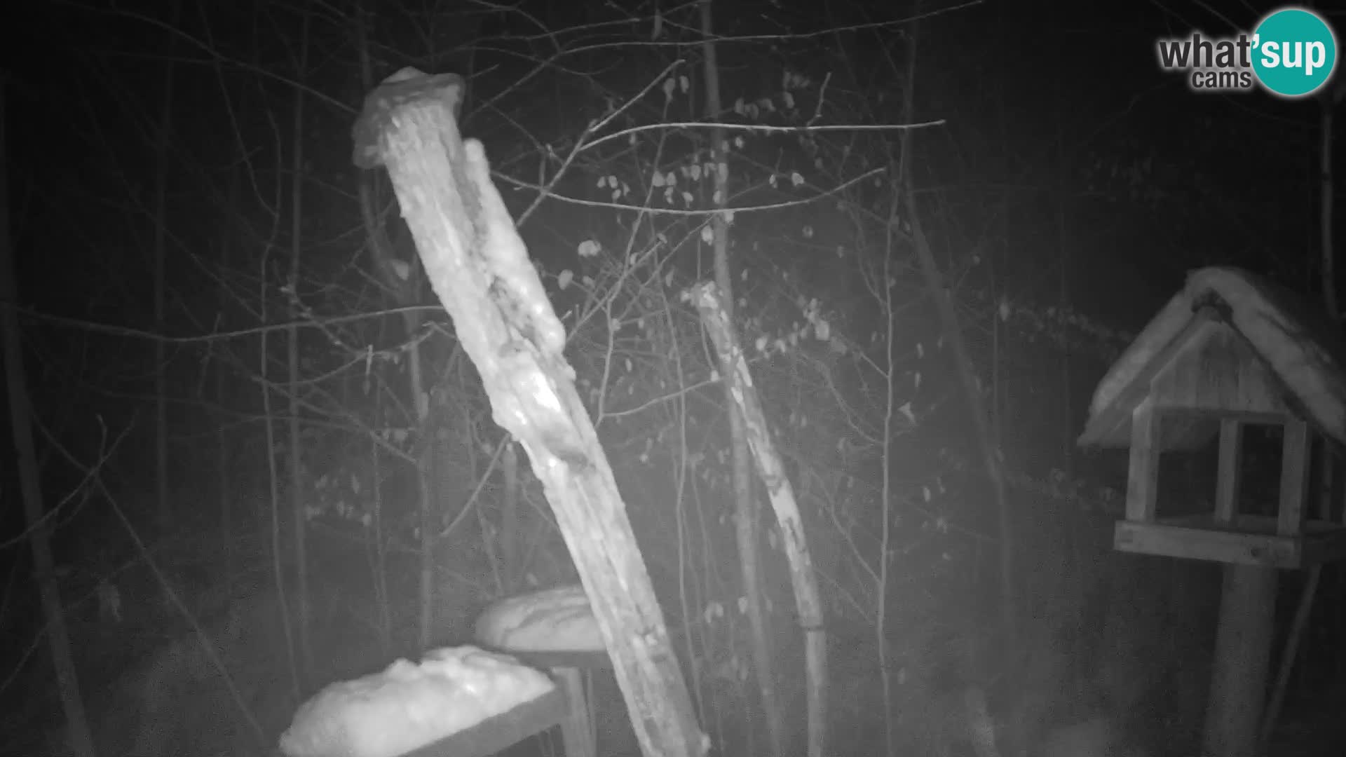 Hranilice za ptice u ZOO web kamera Ljubljana