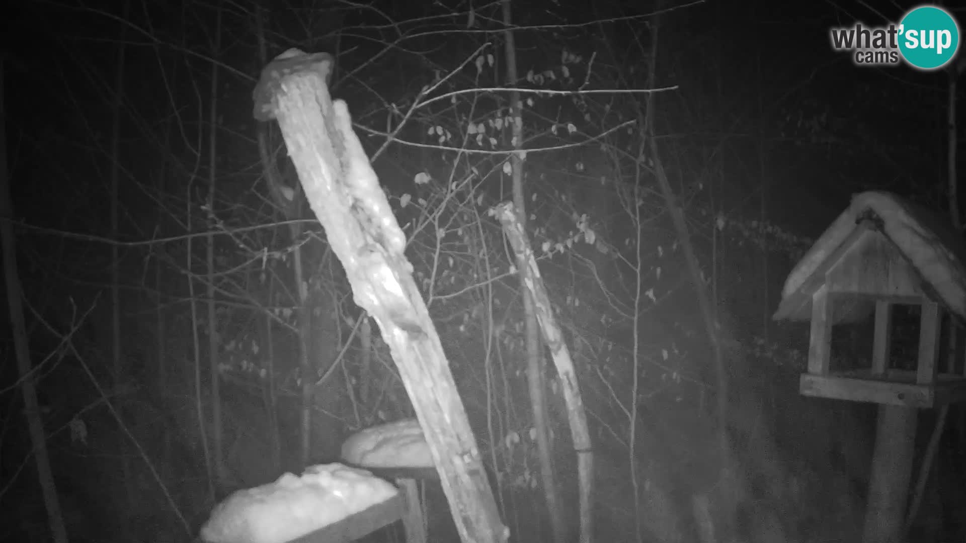 Vogelfutterhäuschen im ZOO webcam Ljubljana