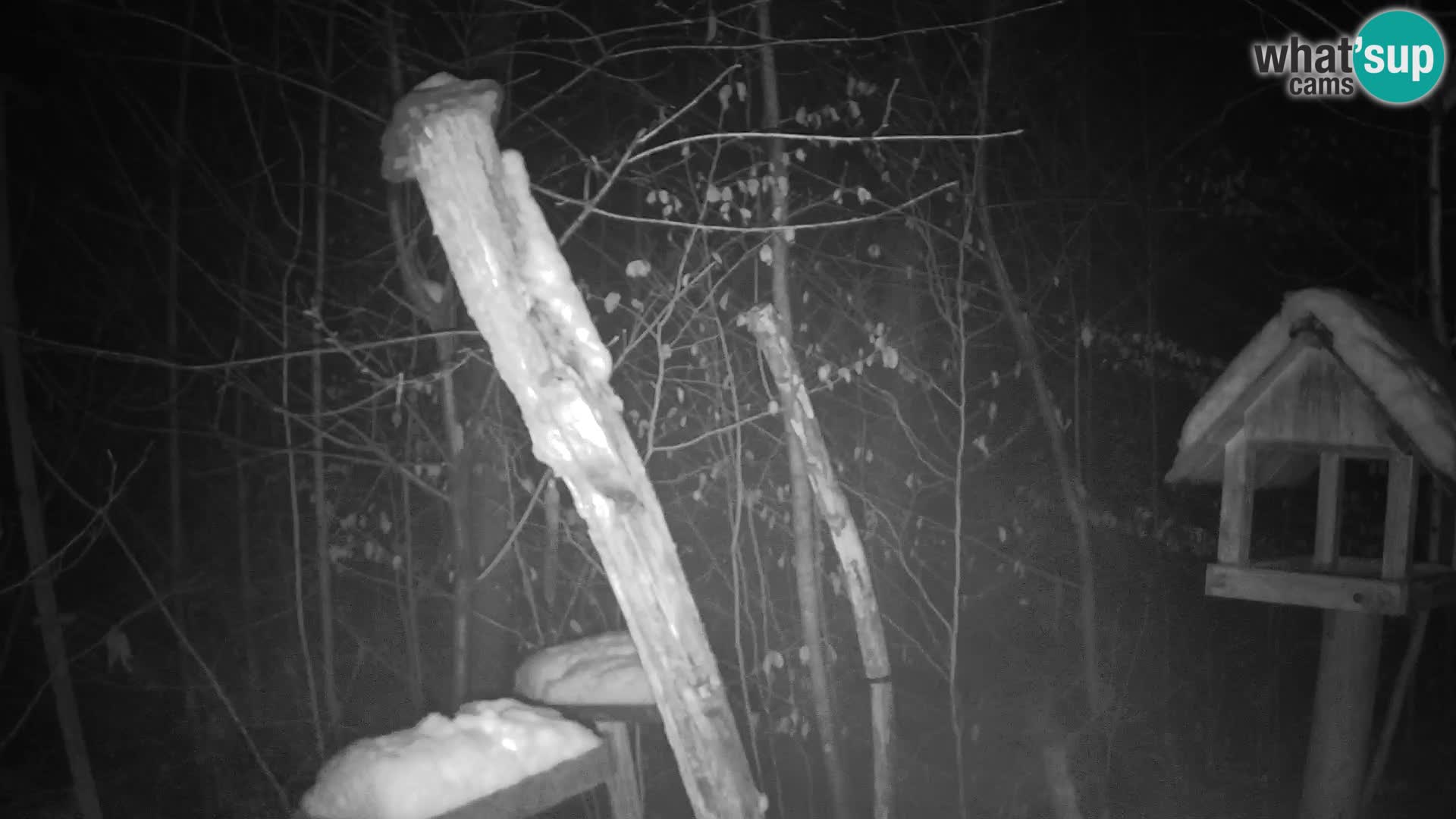 Krmilnice za ptiče v ZOO Ljubljana spletna kamera