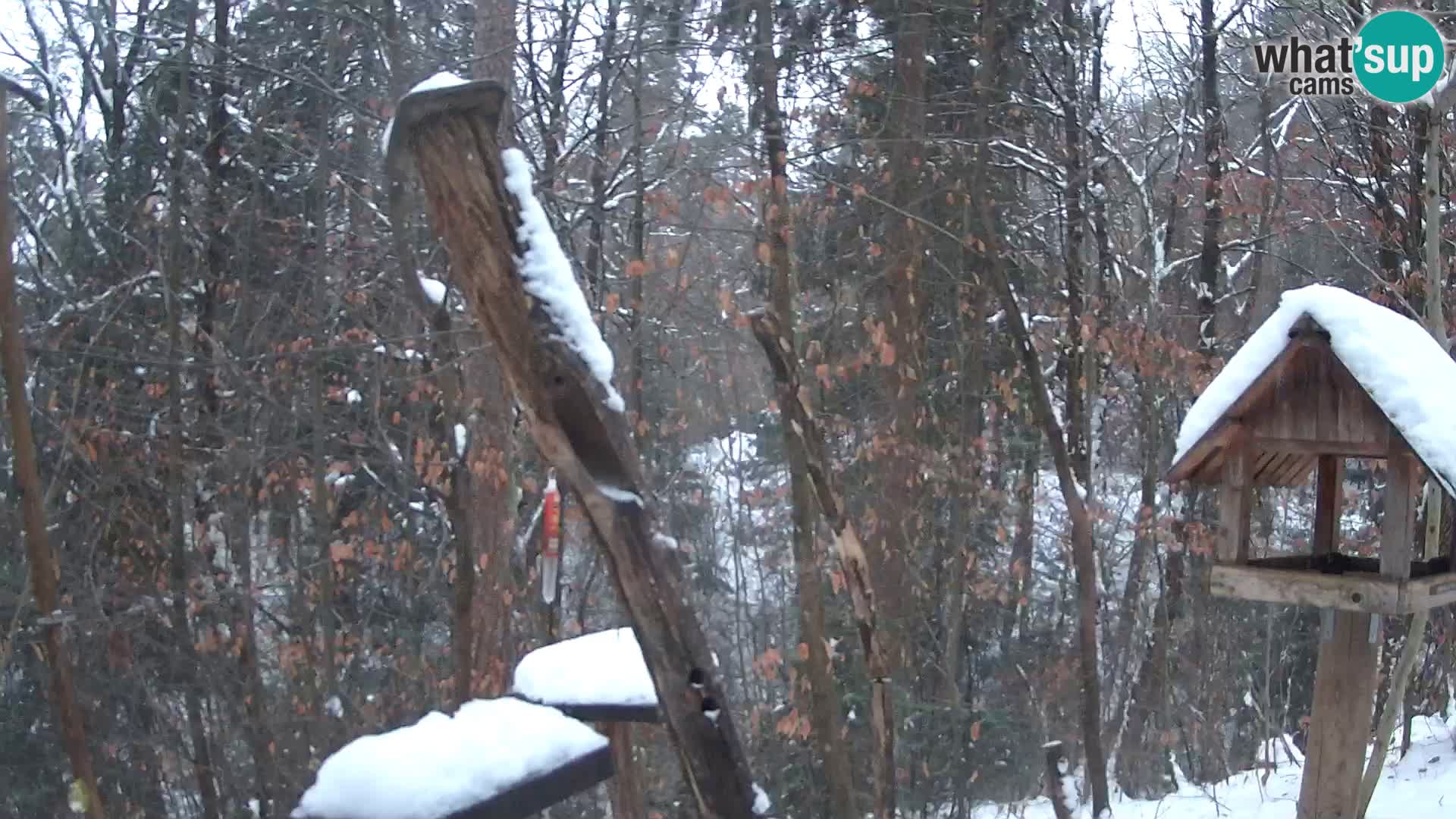 Mangiatoie per uccelli allo ZOO di Lubiana livecam