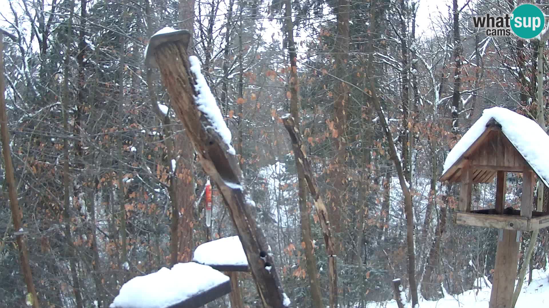 Comederos para pájaros en ZOO Ljubljana camera en vivo