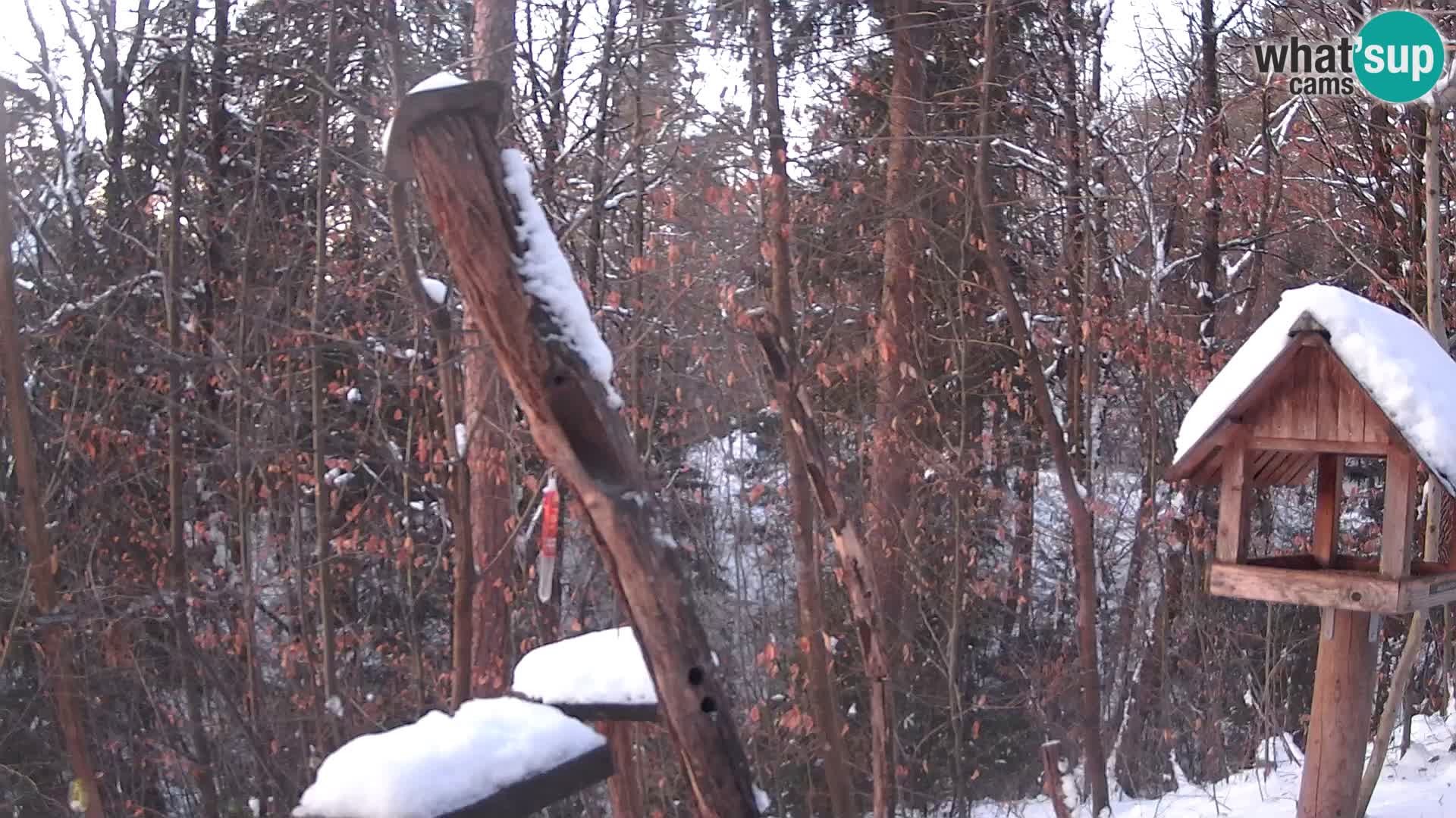 Mangeoires pour oiseaux au ZOO live webcam Ljubljana