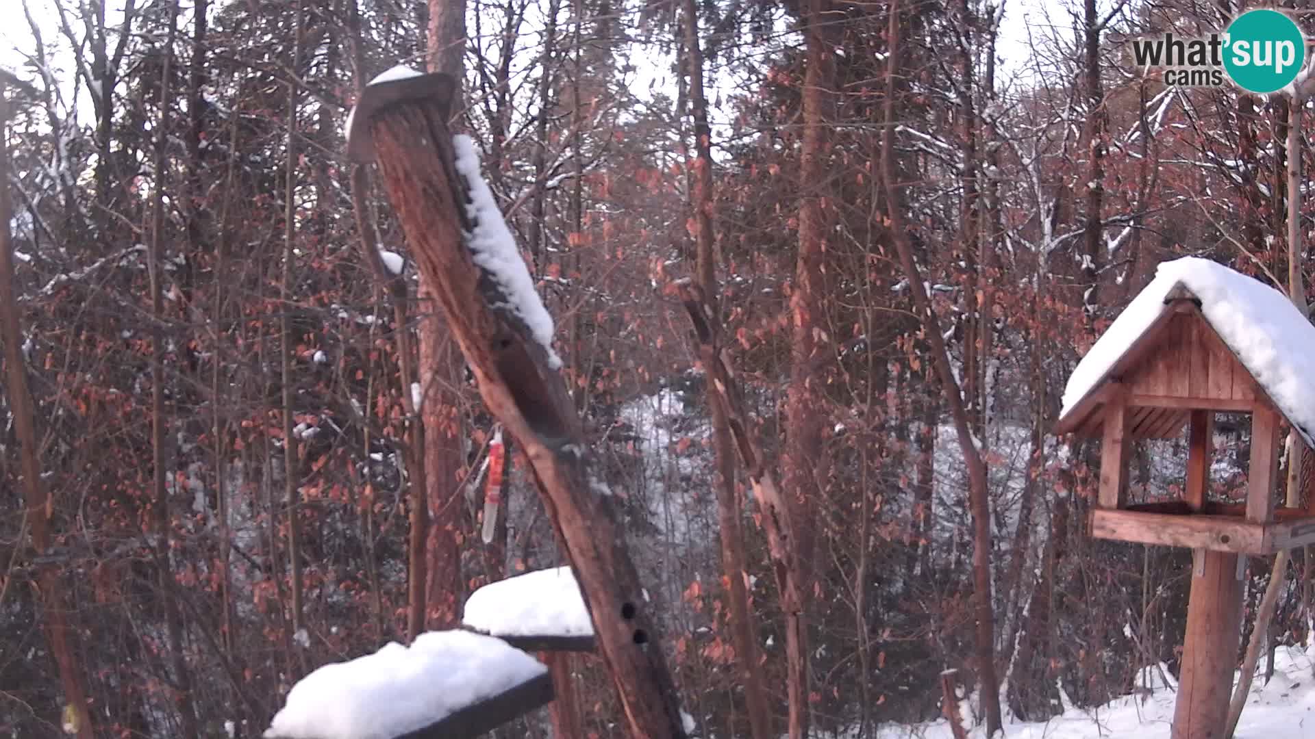 Comederos para pájaros en ZOO Ljubljana camera en vivo
