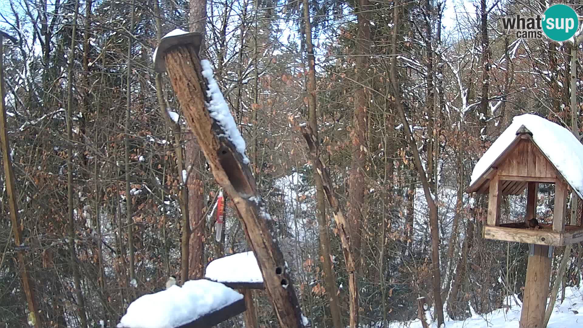 Krmilnice za ptiče v ZOO Ljubljana spletna kamera
