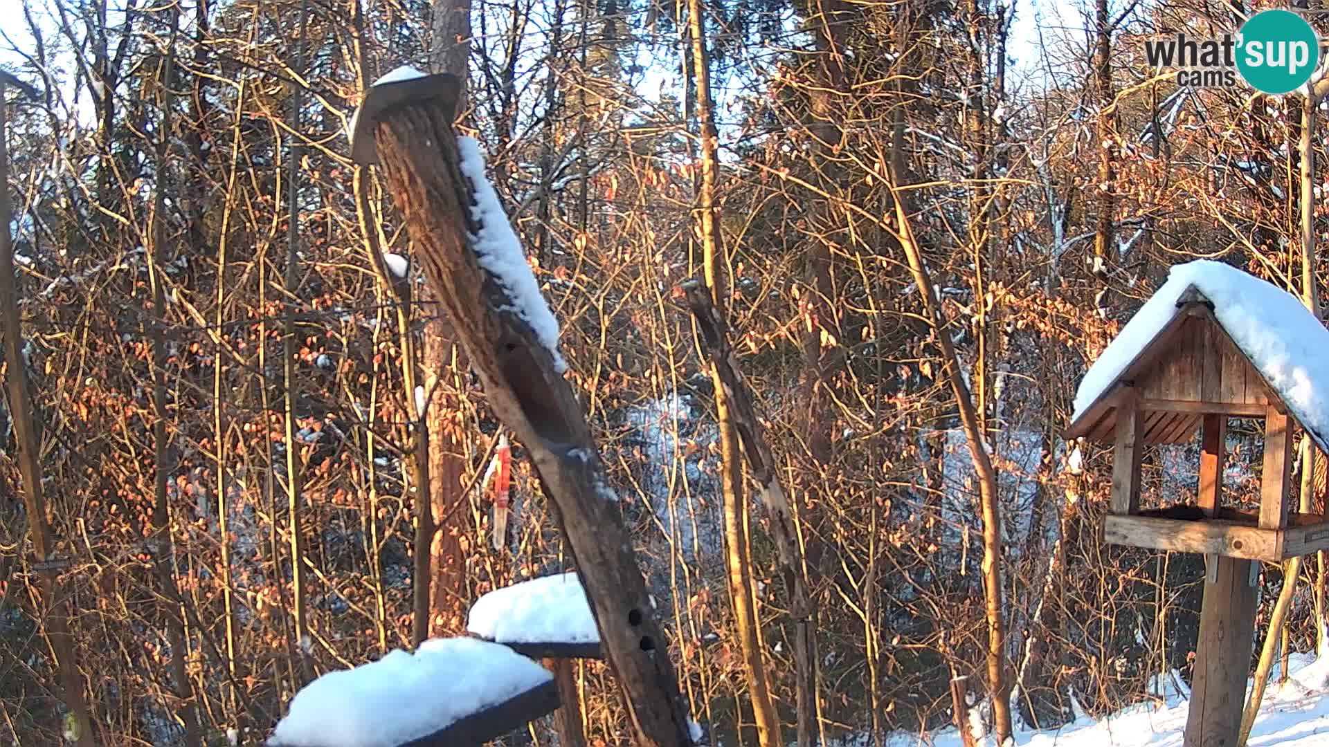 Mangiatoie per uccelli allo ZOO di Lubiana livecam