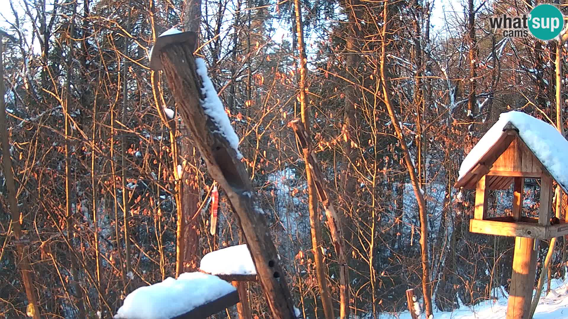 Hranilice za ptice u ZOO web kamera Ljubljana