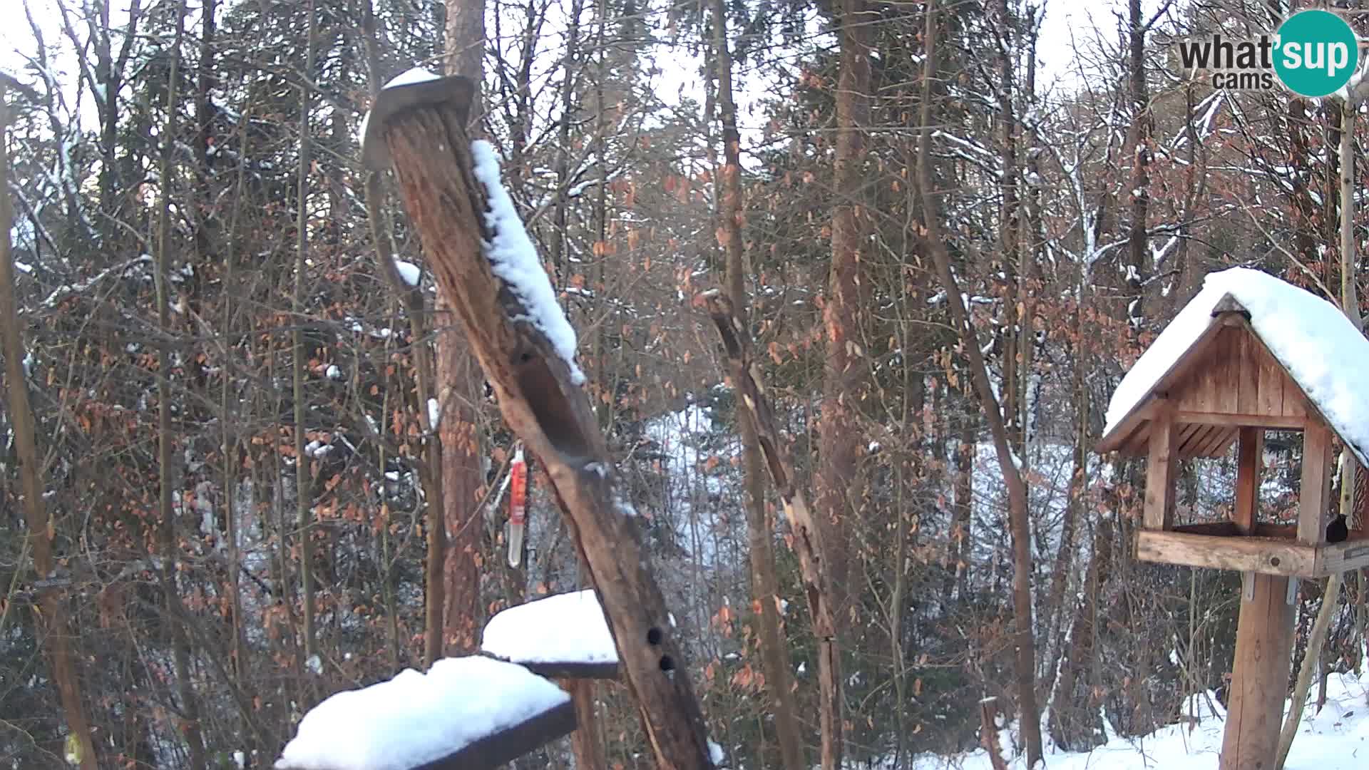 Vogelfutterhäuschen im ZOO webcam Ljubljana