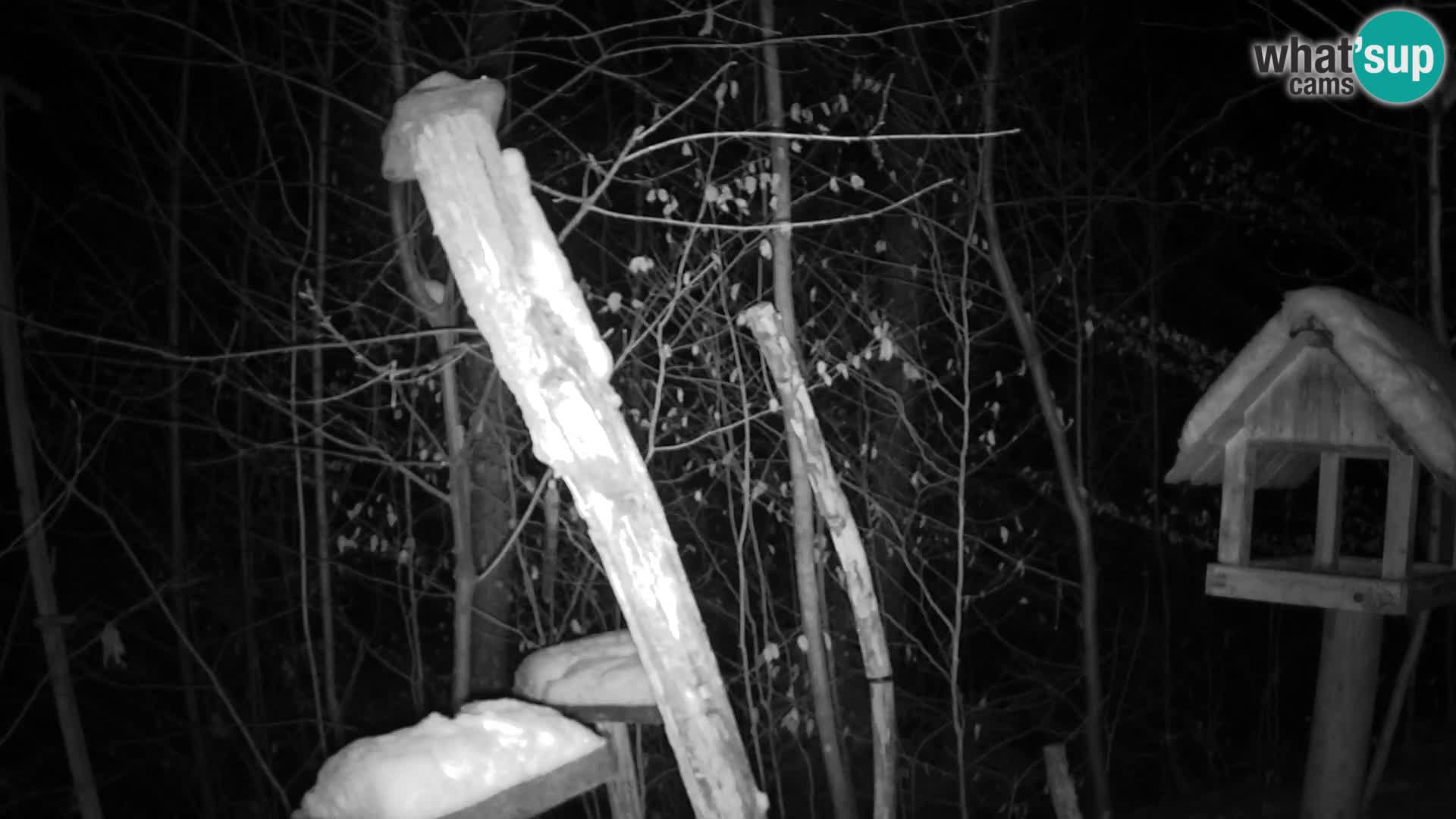 Mangeoires pour oiseaux au ZOO live webcam Ljubljana