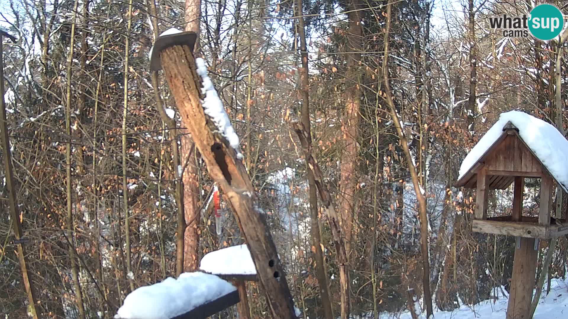 Mangeoires pour oiseaux au ZOO live webcam Ljubljana