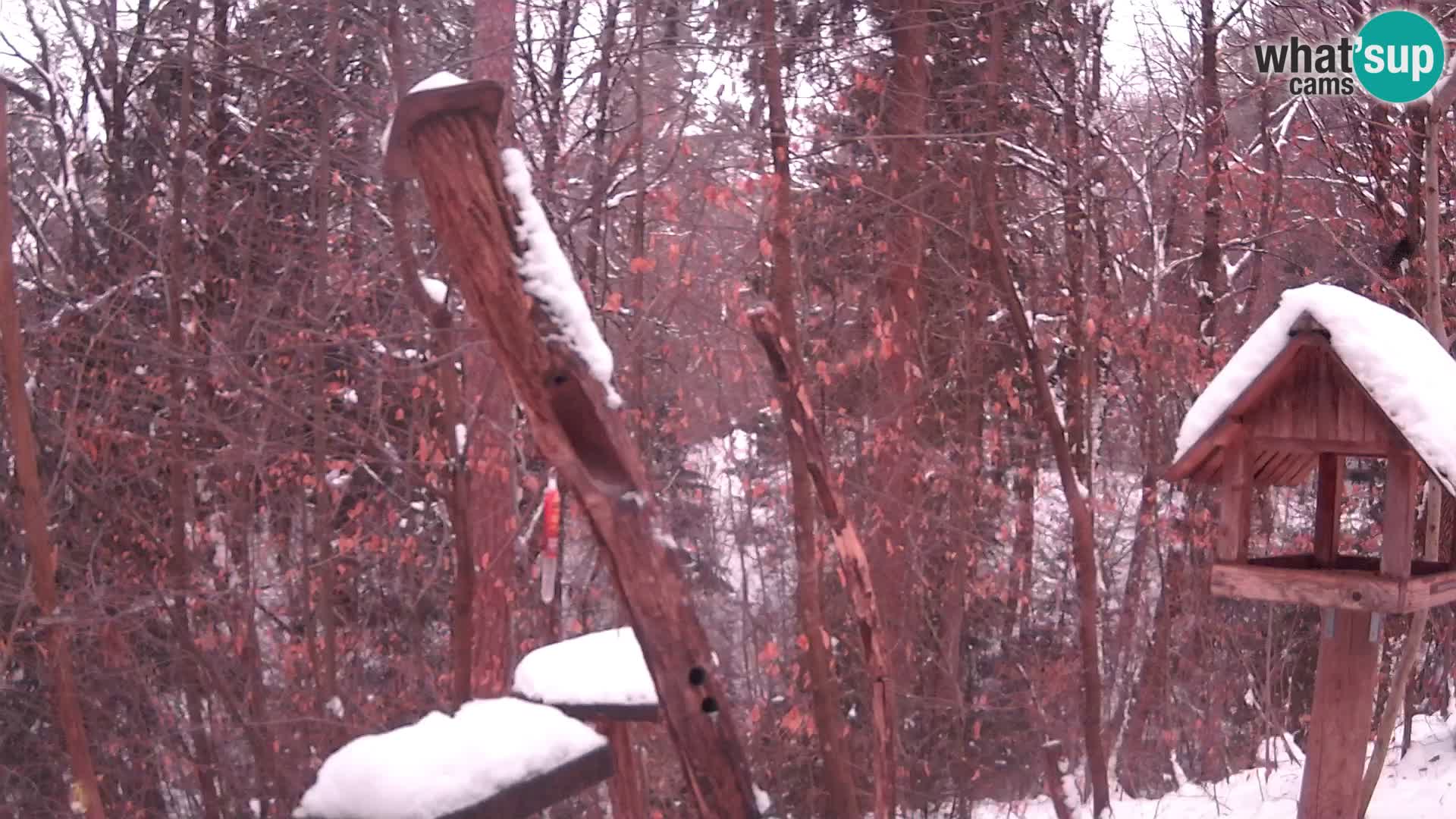 Krmilnice za ptiče v ZOO Ljubljana spletna kamera
