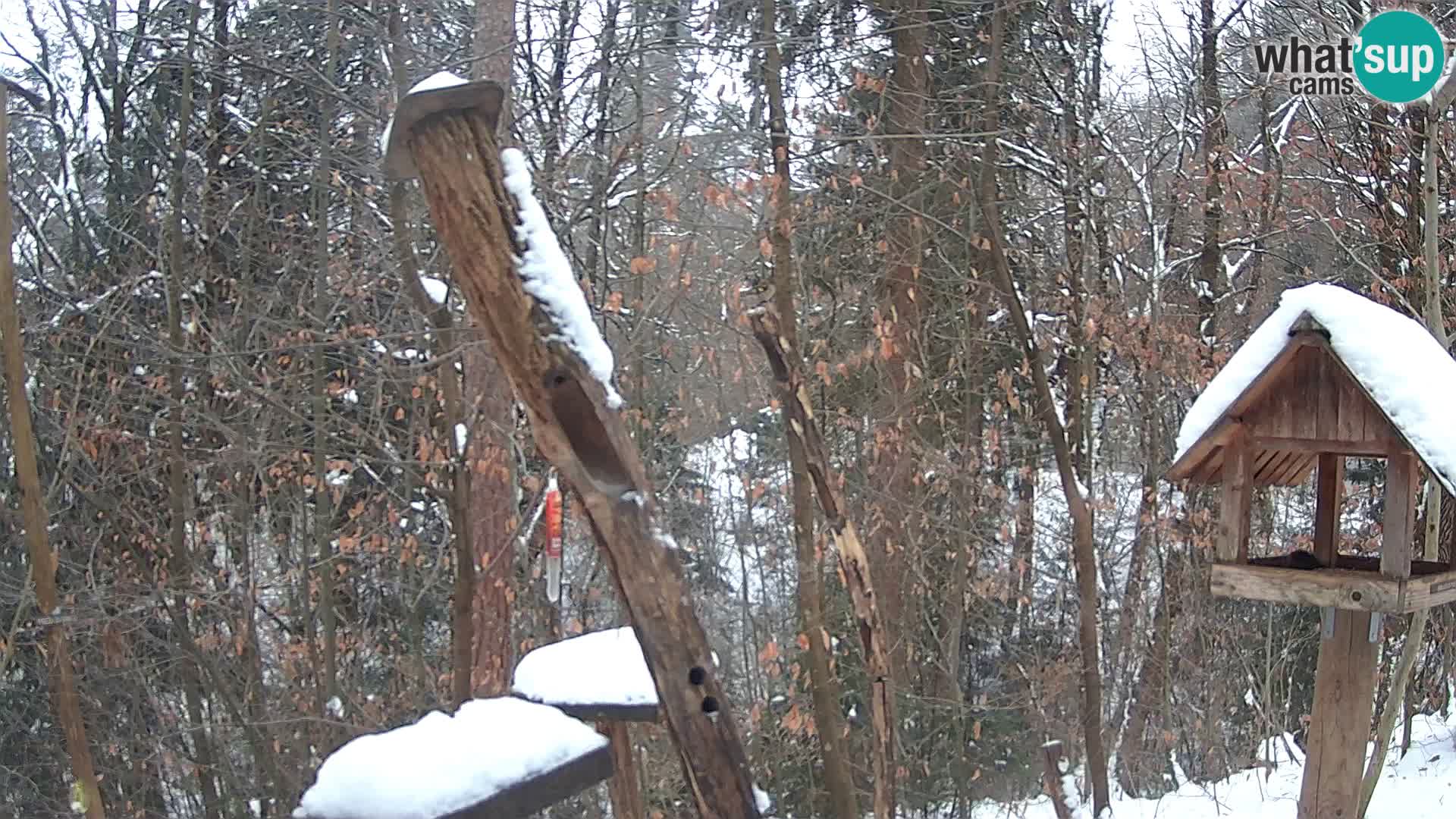 Mangeoires pour oiseaux au ZOO live webcam Ljubljana