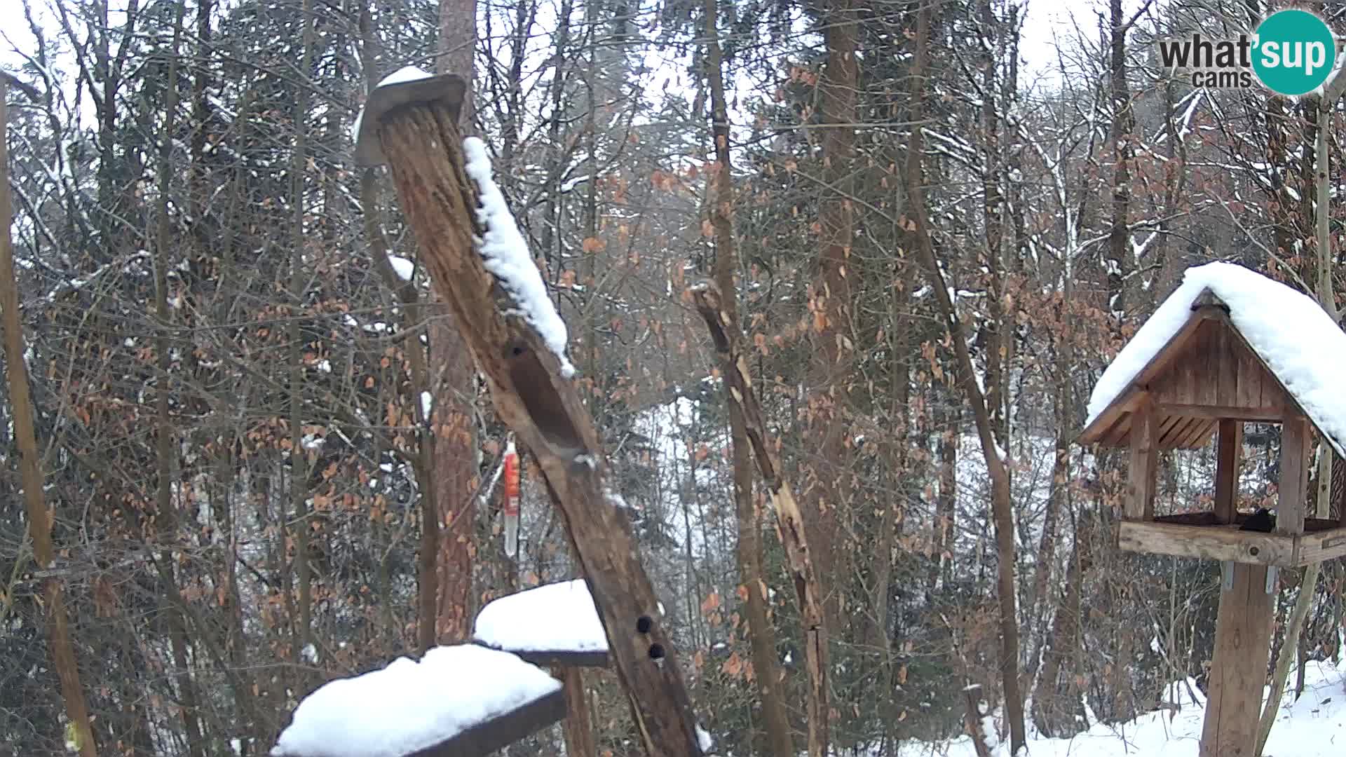 Comederos para pájaros en ZOO Ljubljana camera en vivo