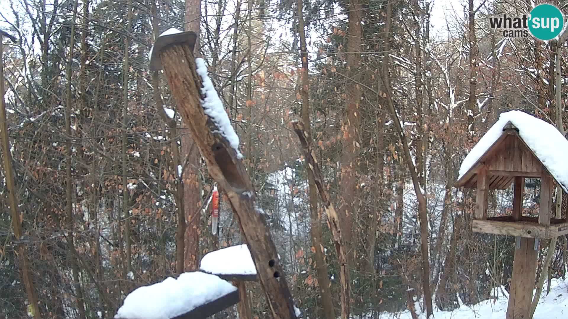 Mangeoires pour oiseaux au ZOO live webcam Ljubljana