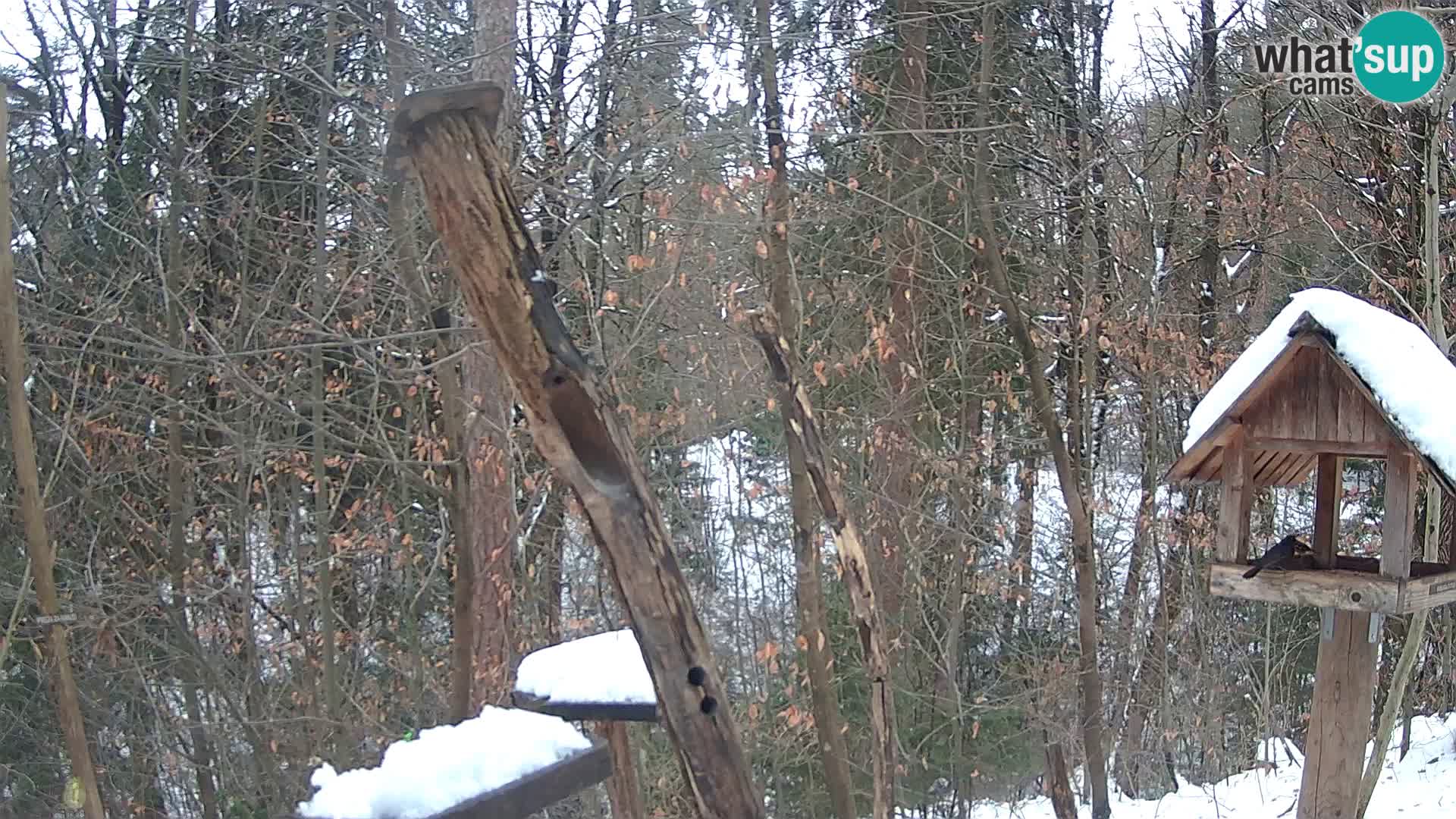 Vogelfutterhäuschen im ZOO webcam Ljubljana