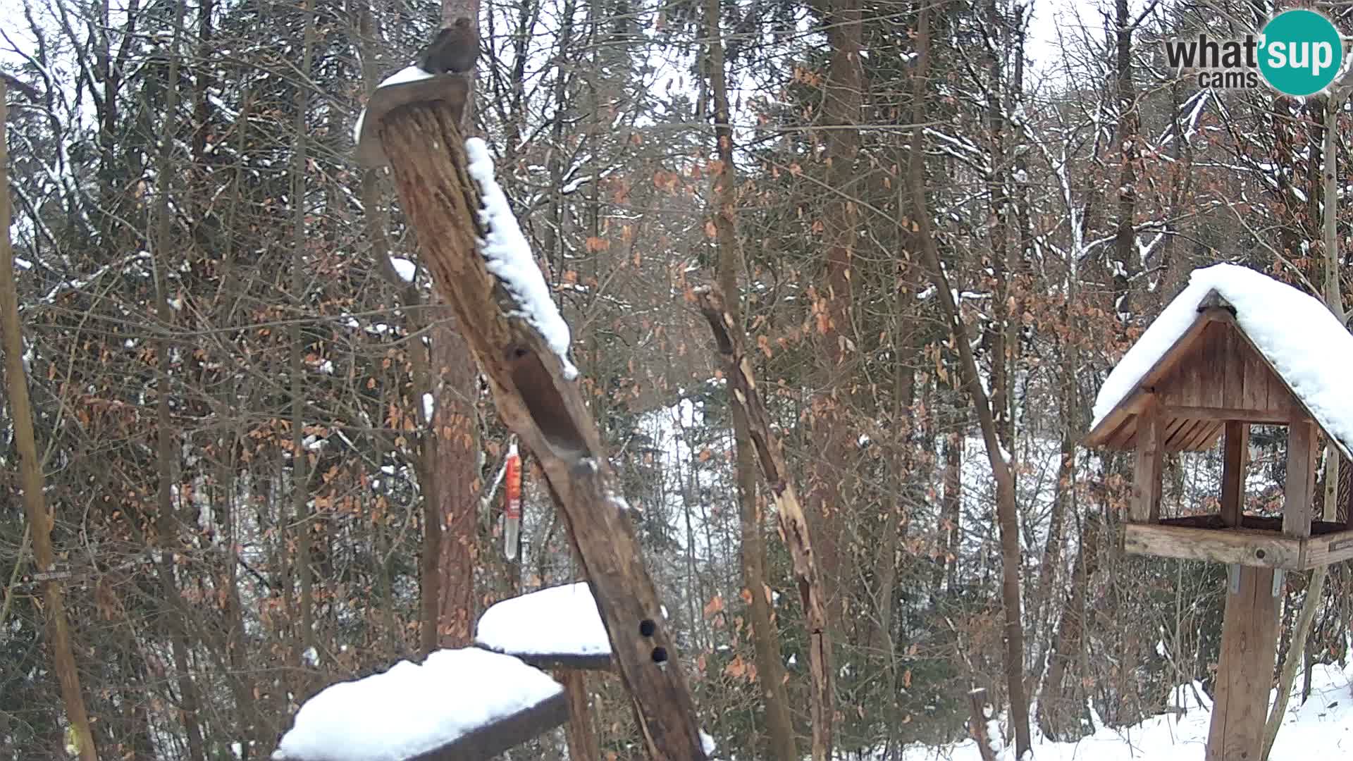 Vogelfutterhäuschen im ZOO webcam Ljubljana