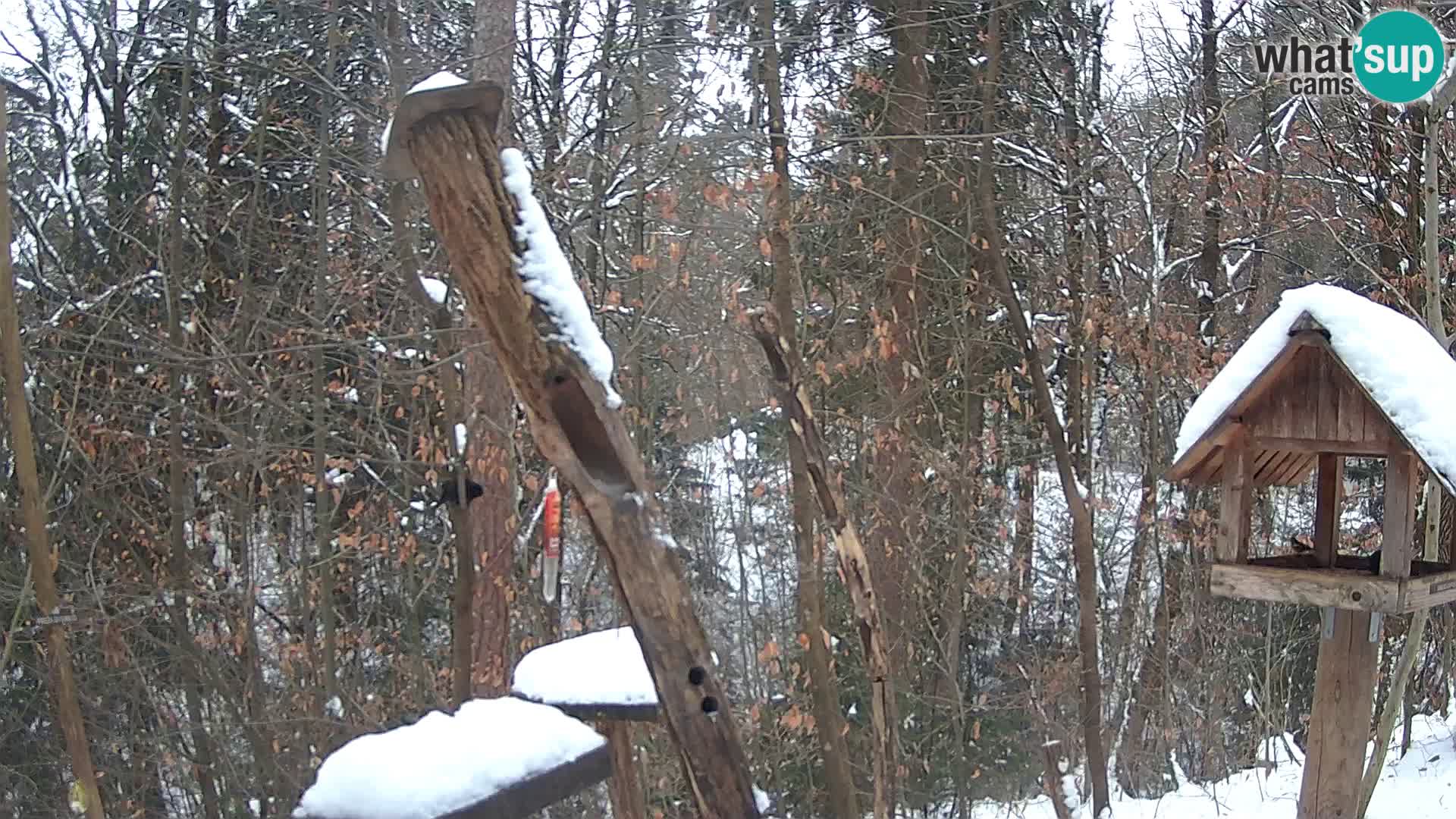 Krmilnice za ptiče v ZOO Ljubljana spletna kamera